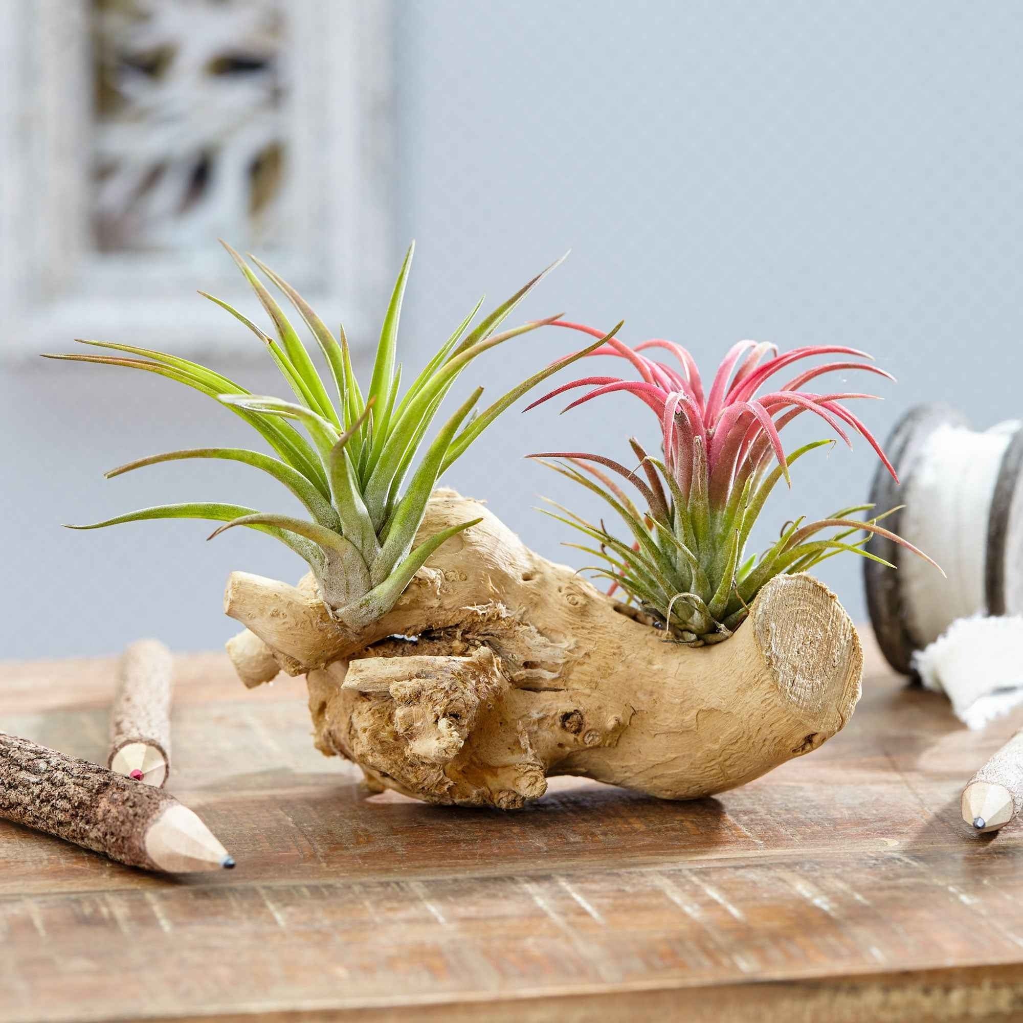 Miniatuur 1