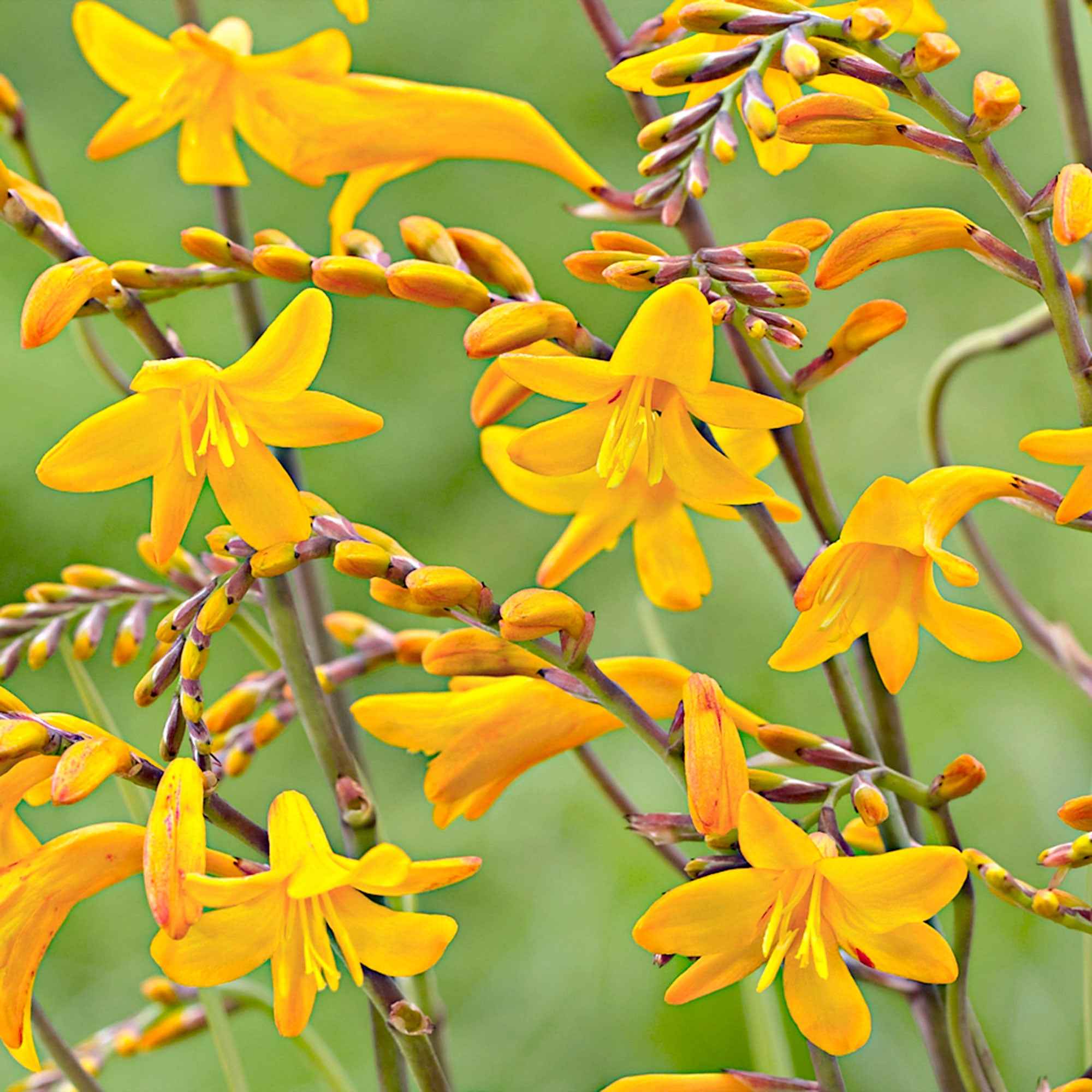 Miniatuur 1