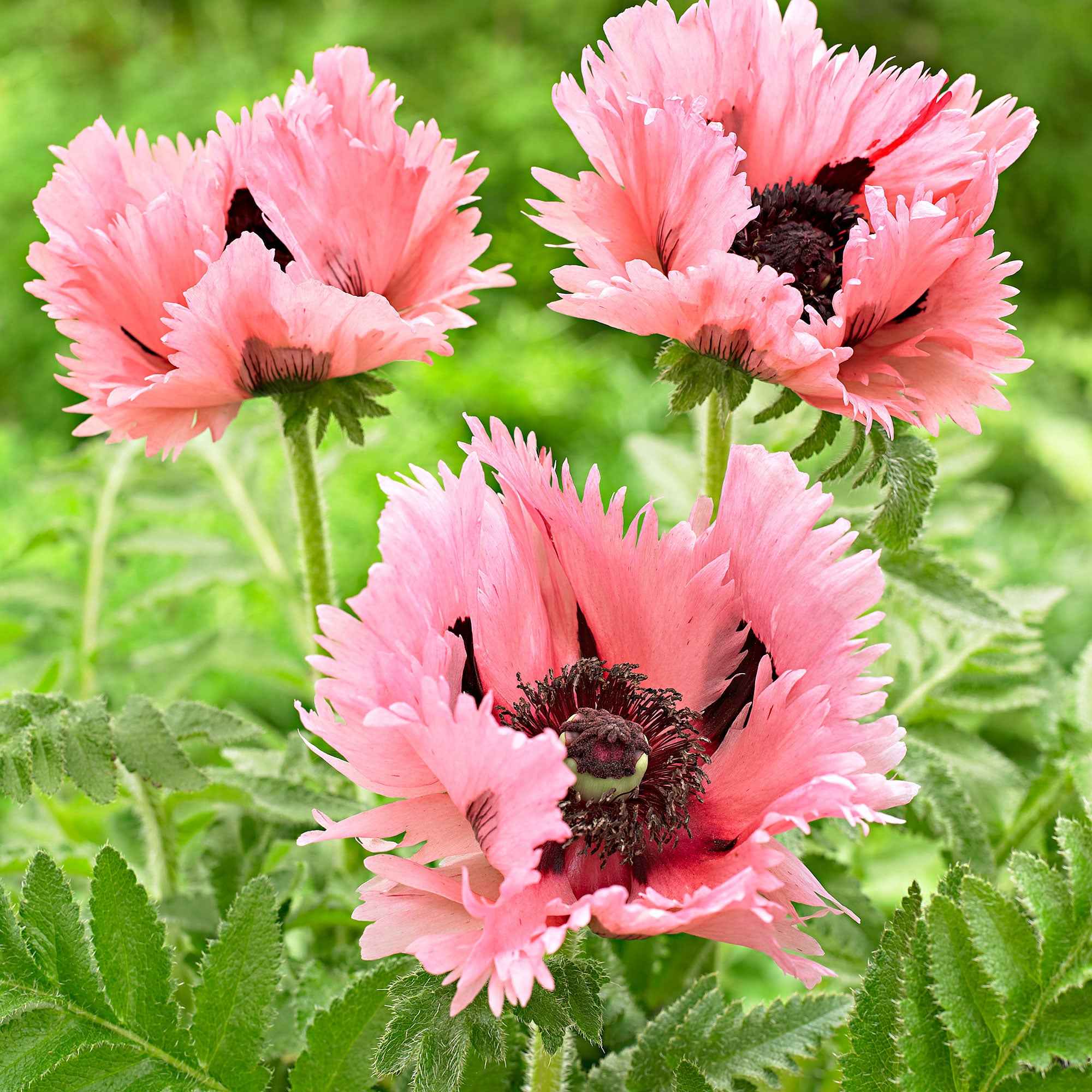 Miniatuur 2