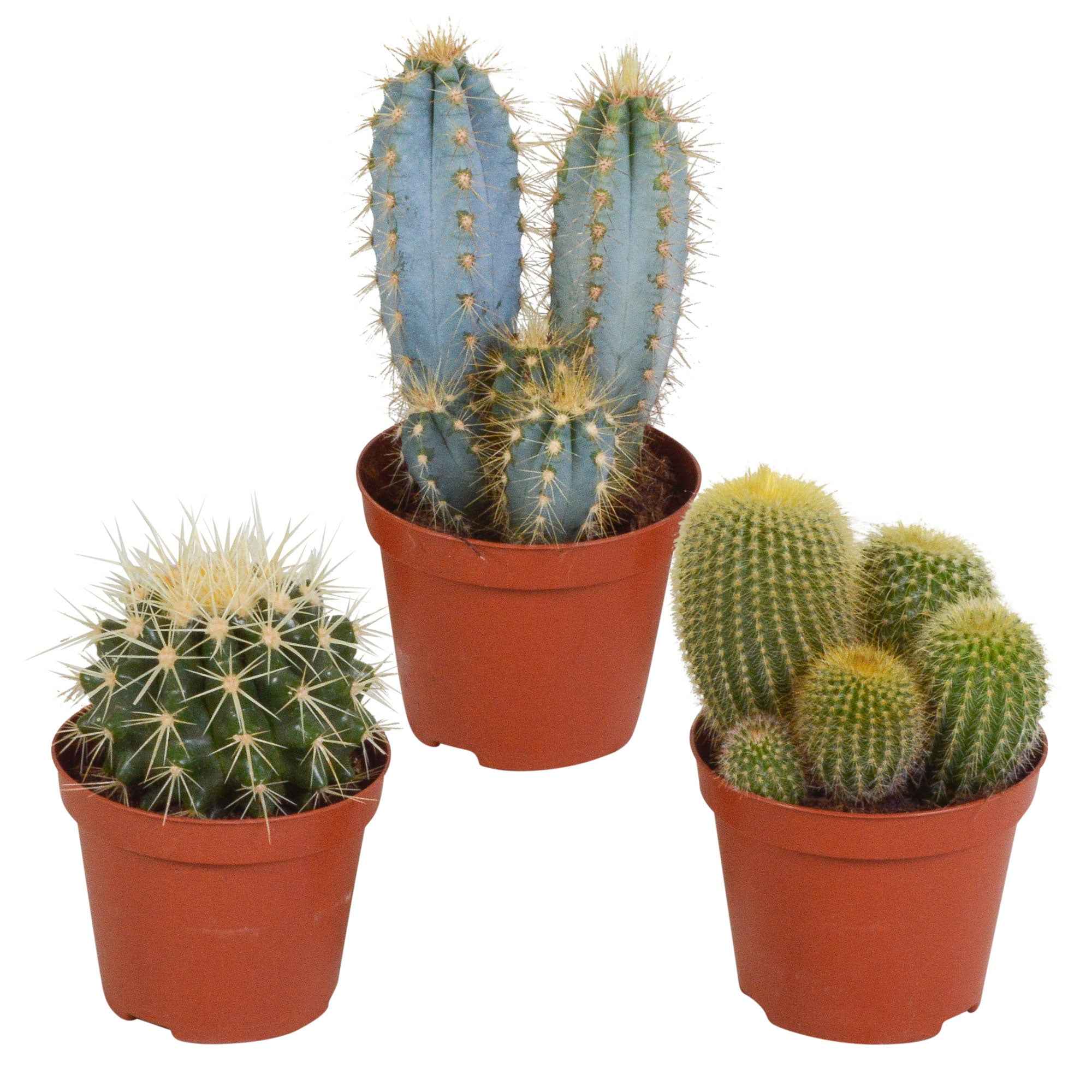 Miniatuur 2