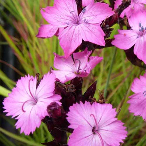 Miniatuur 1