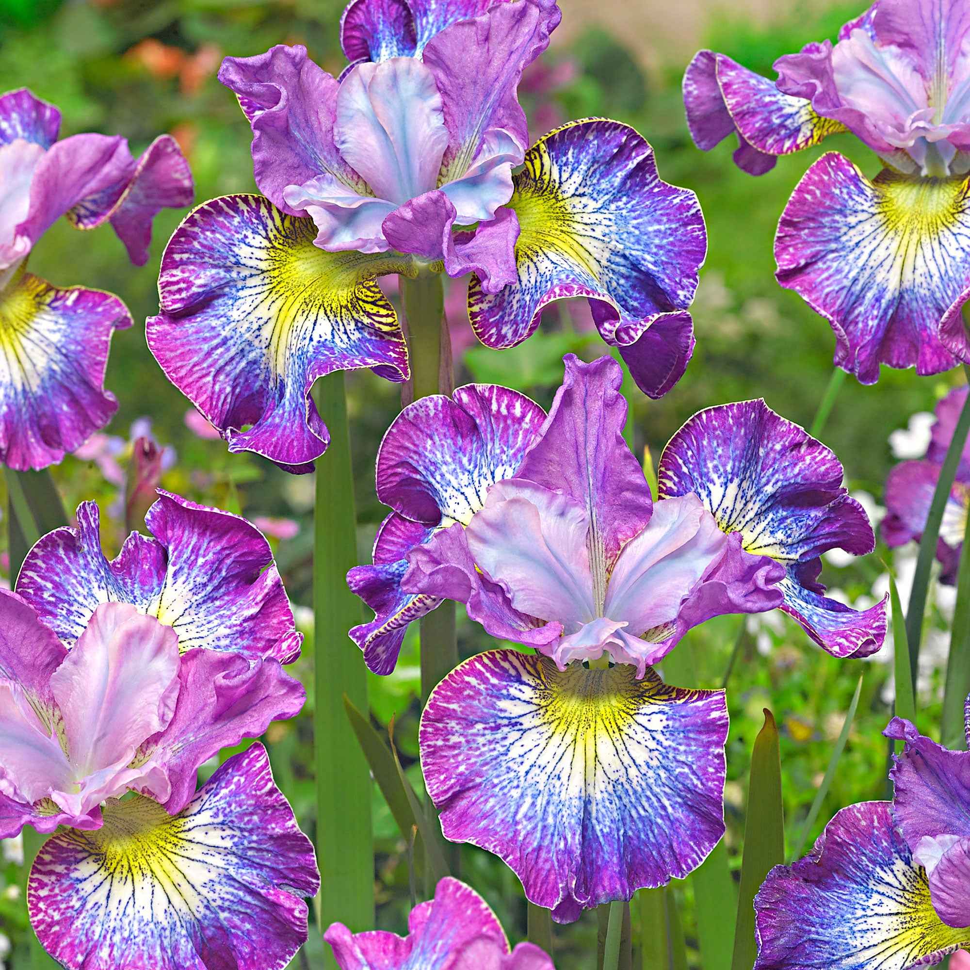Miniatuur 2