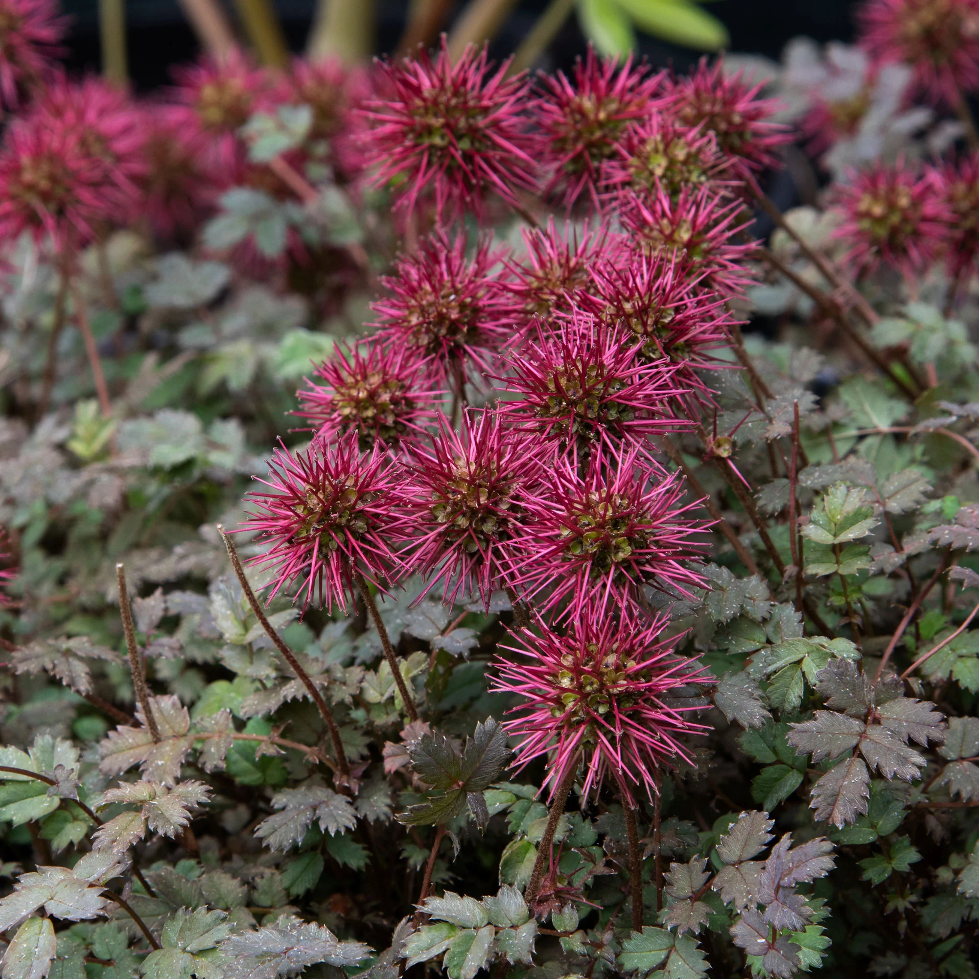 Miniatuur 2
