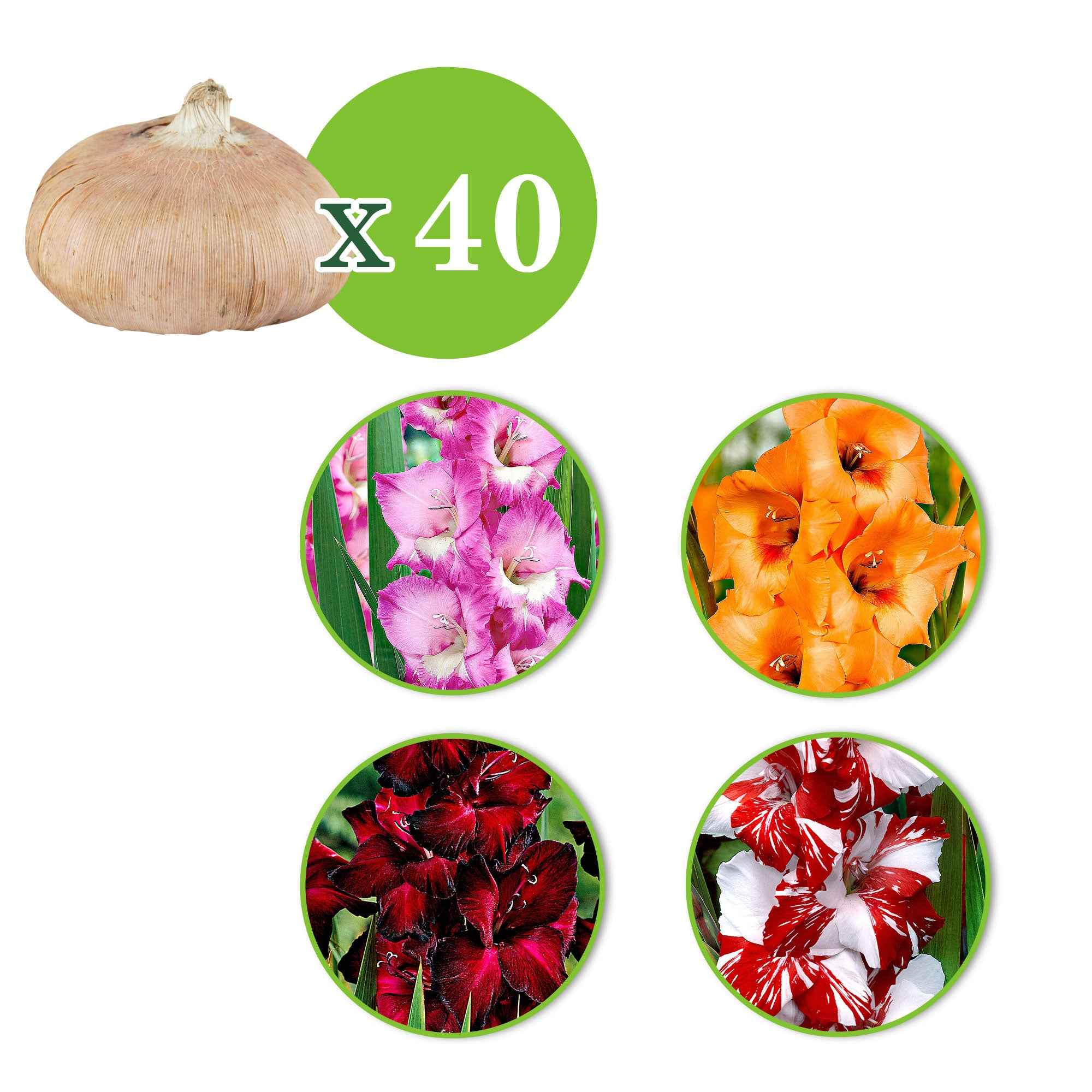Miniatuur 2