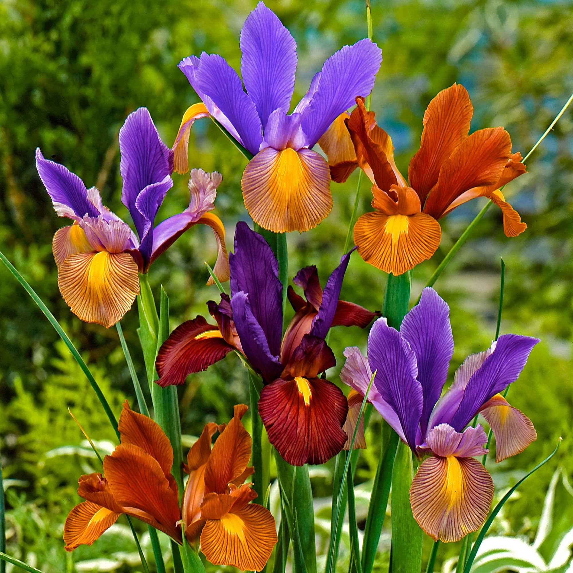 Miniatuur 2