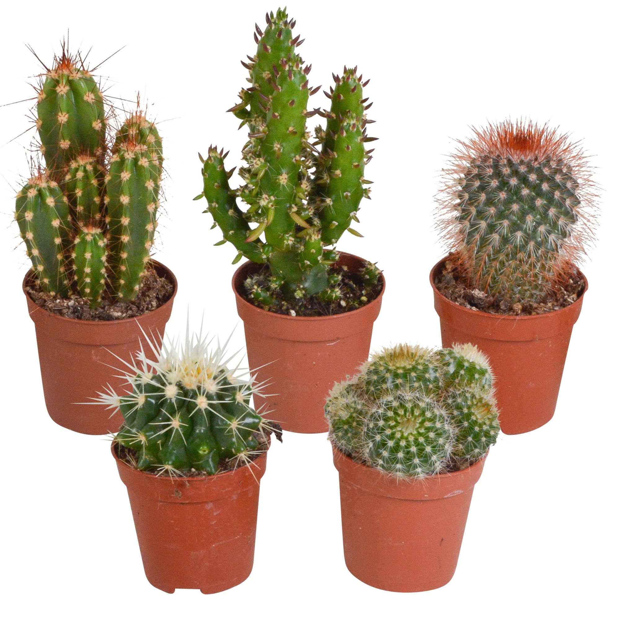 Miniatuur 2