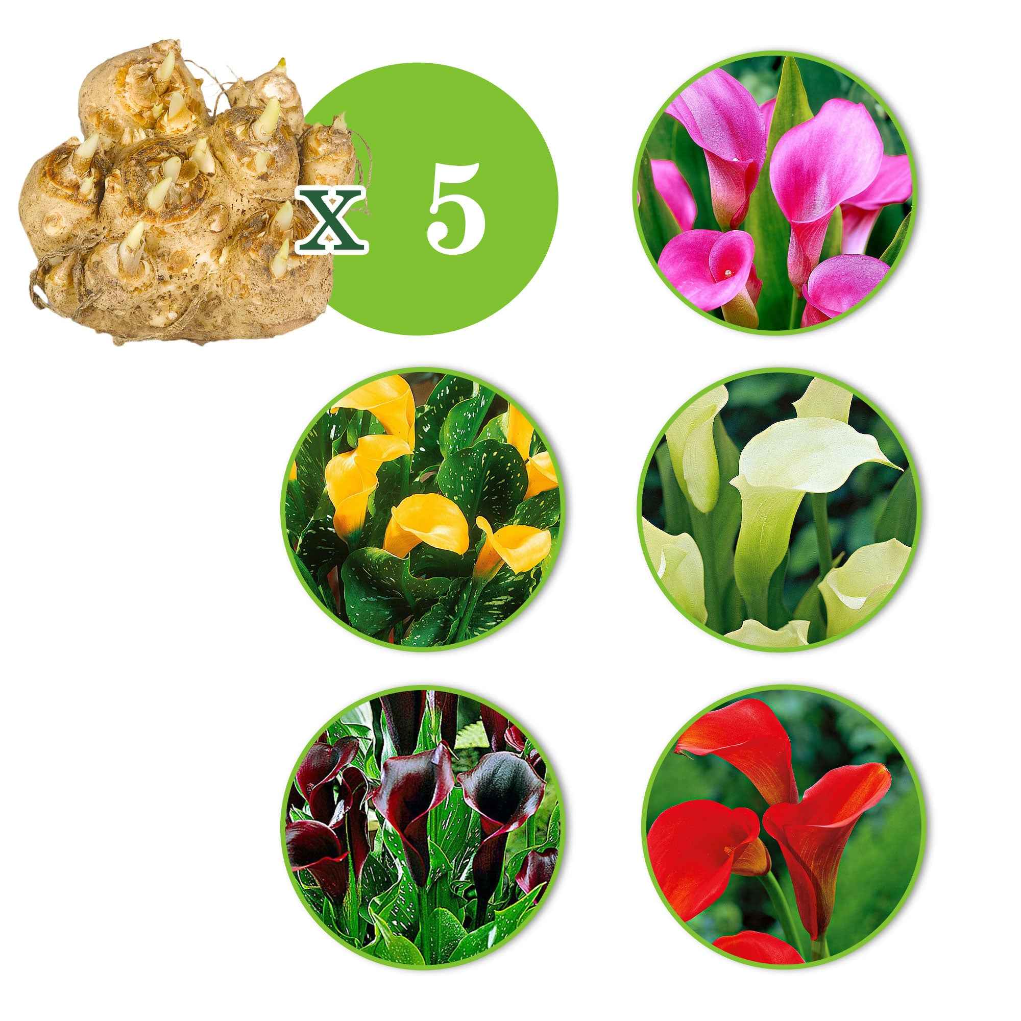 Miniatuur 2