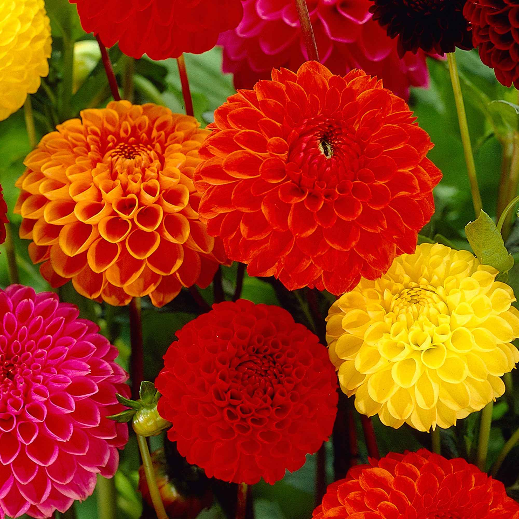 Miniatuur 1