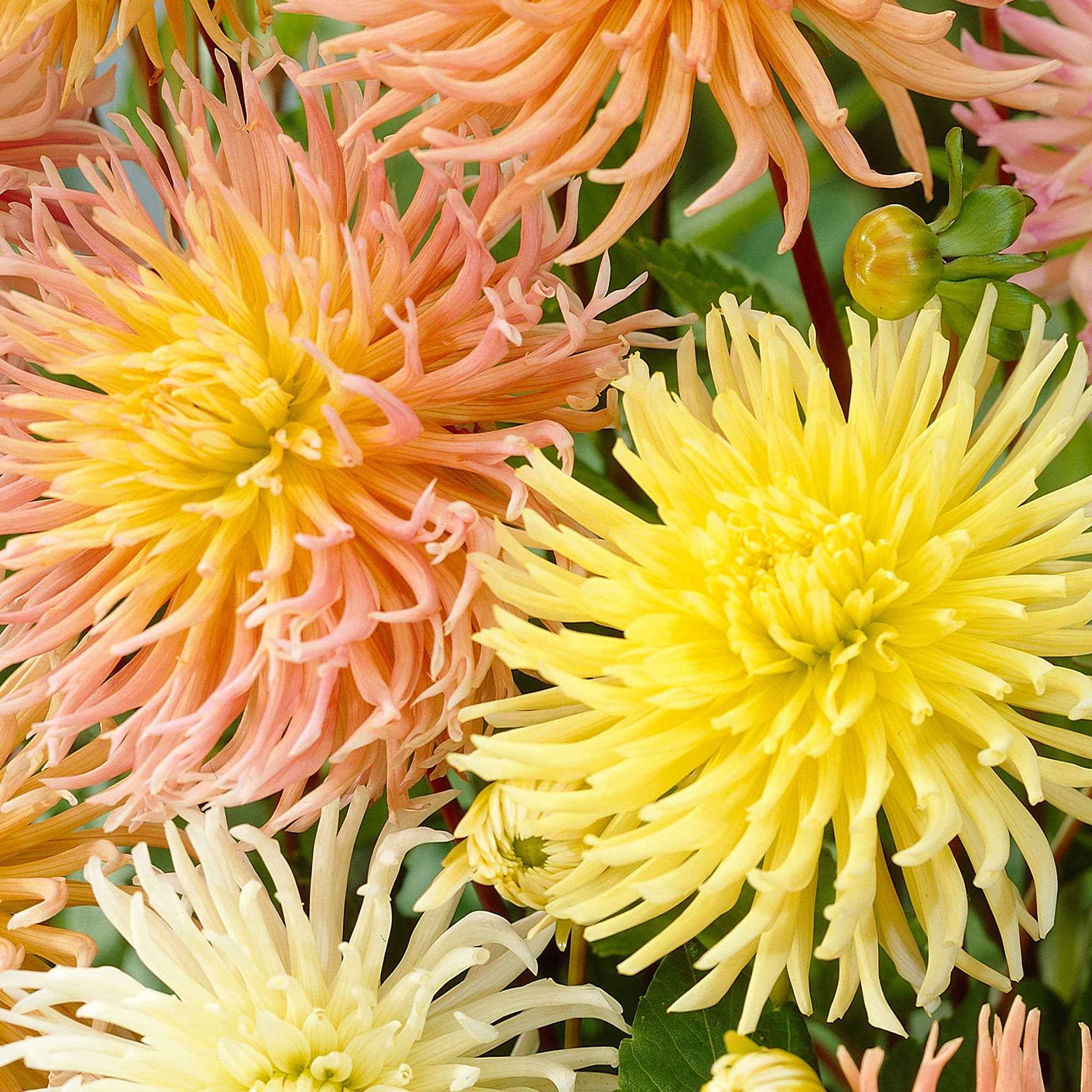 Miniatuur 1