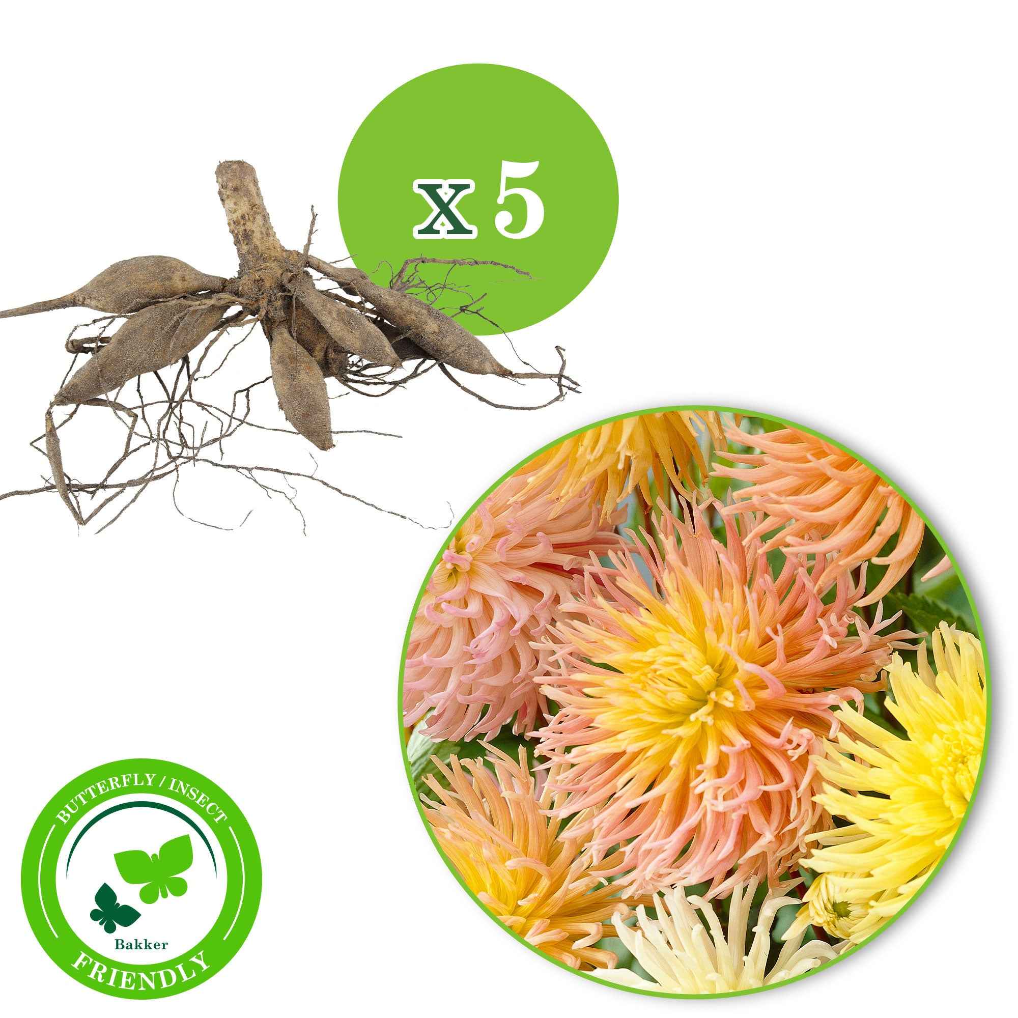 Miniatuur 2