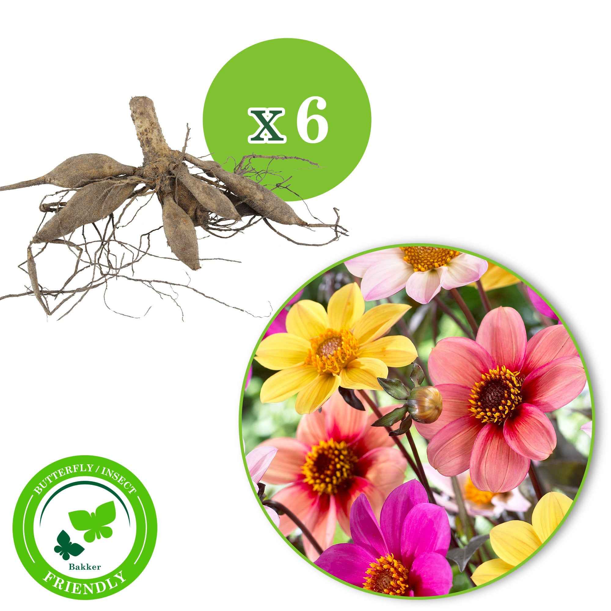 Miniatuur 2