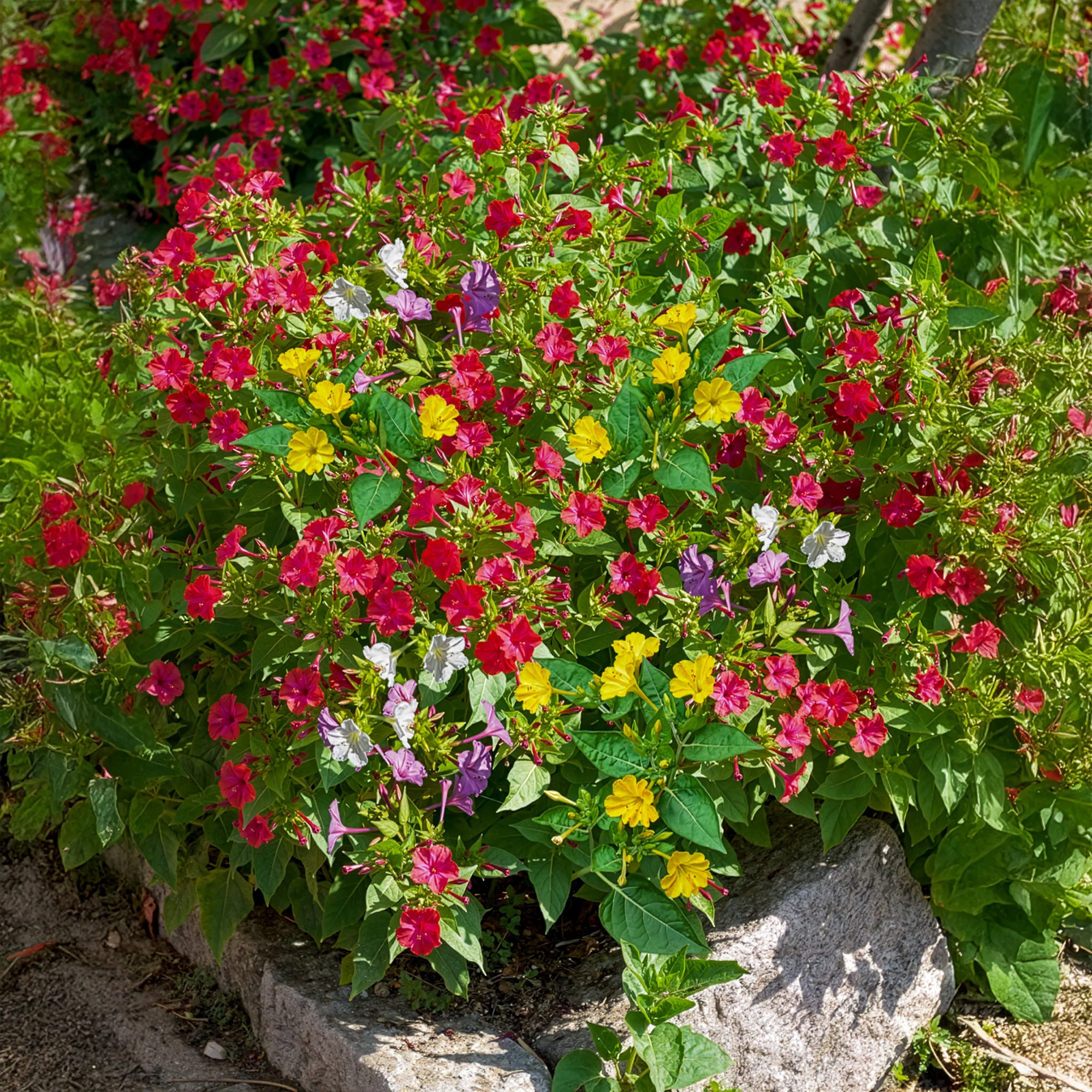 Miniatuur 2
