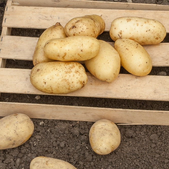 Miniatuur 1