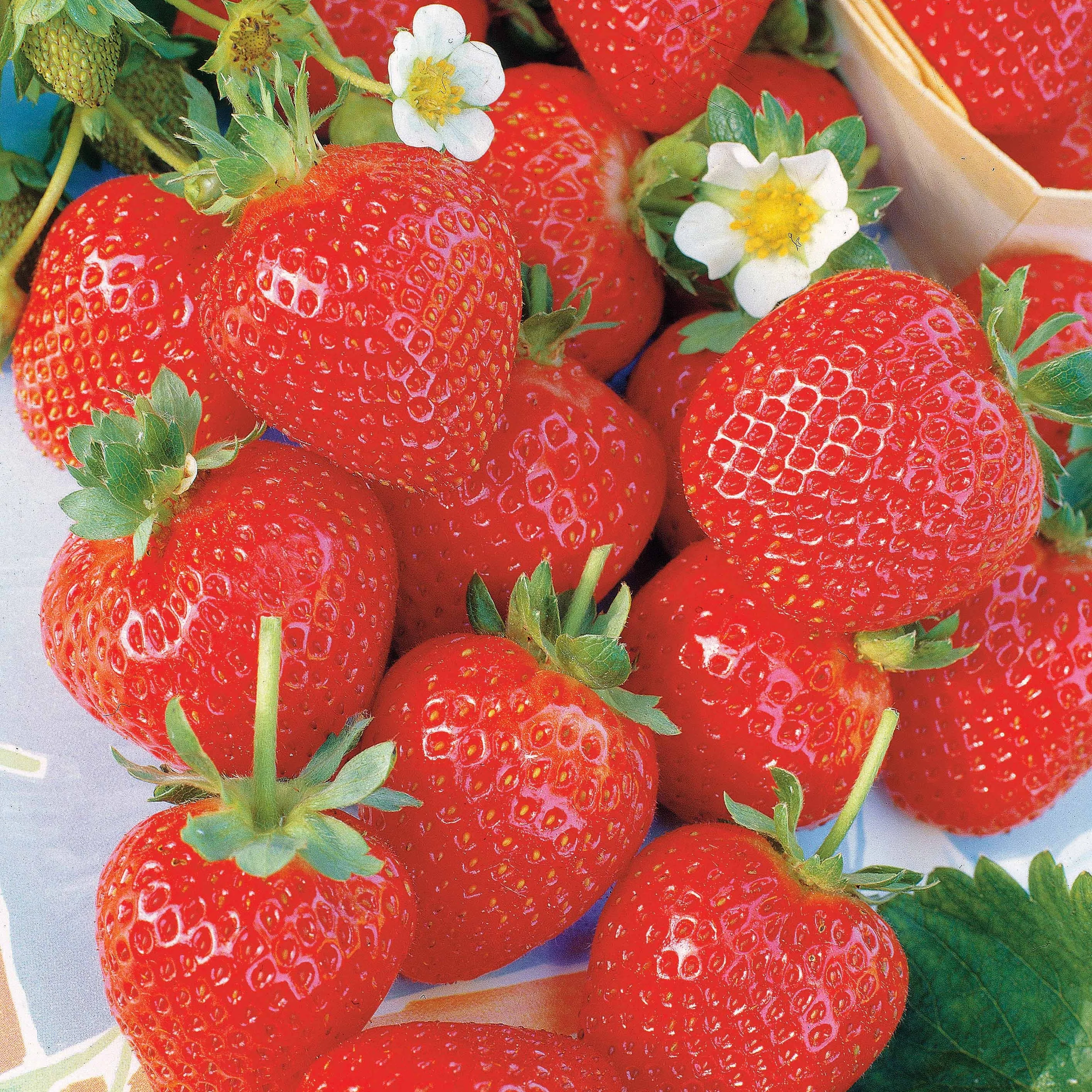 Miniatuur 1