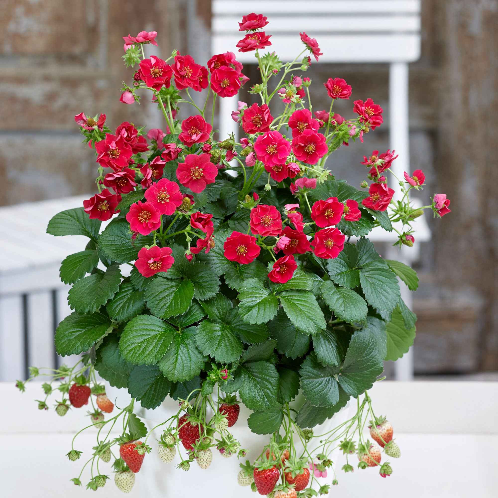 Miniatuur 1