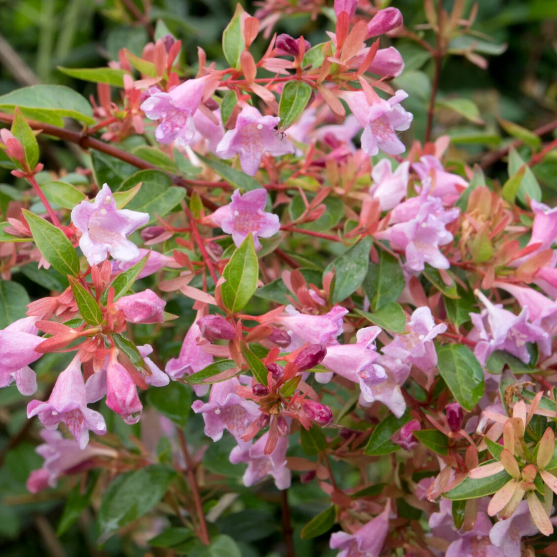 Miniatuur 2