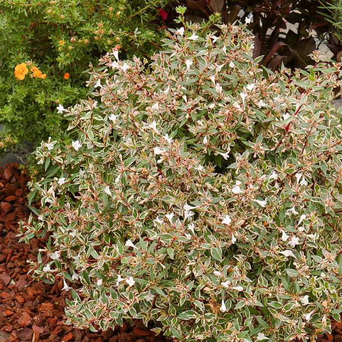 Miniatuur 2