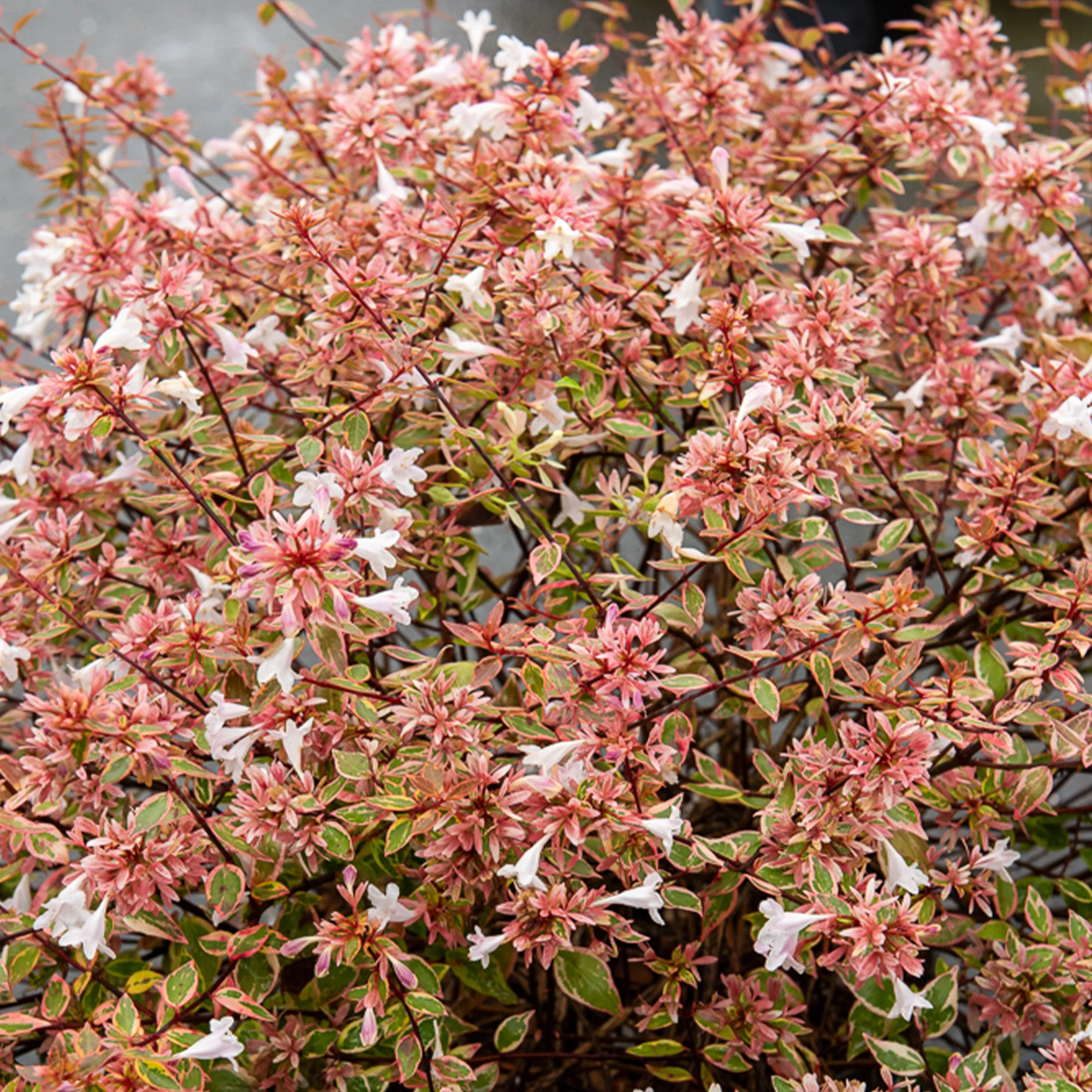Miniatuur 2
