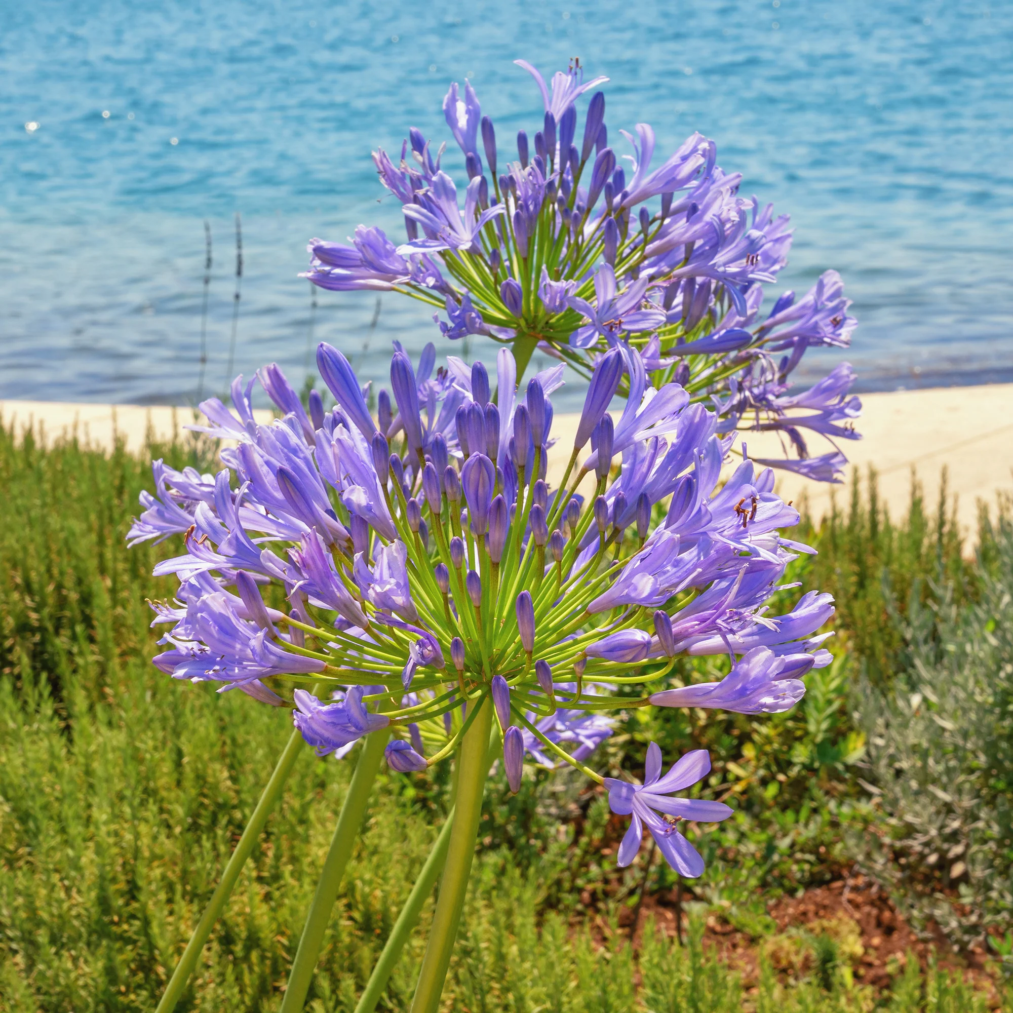 Miniatuur 1