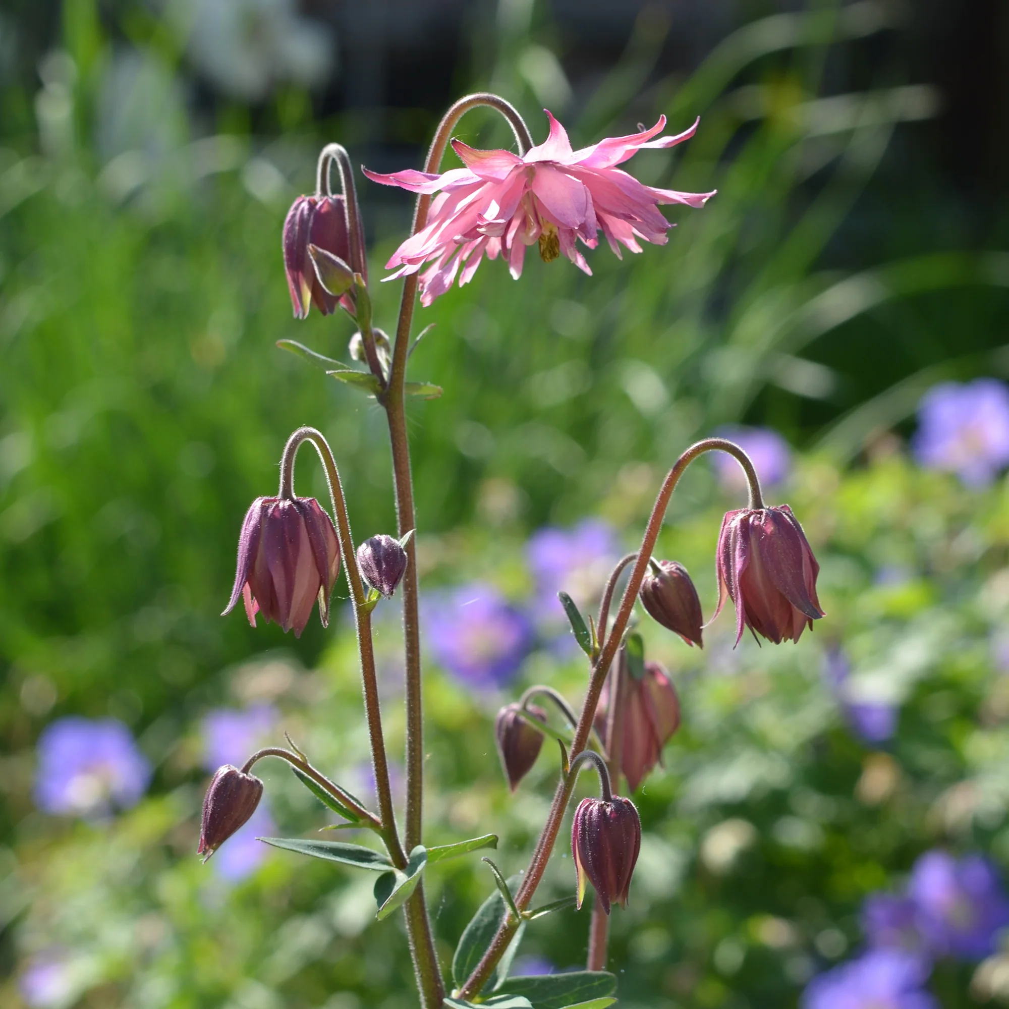 Miniatuur 1