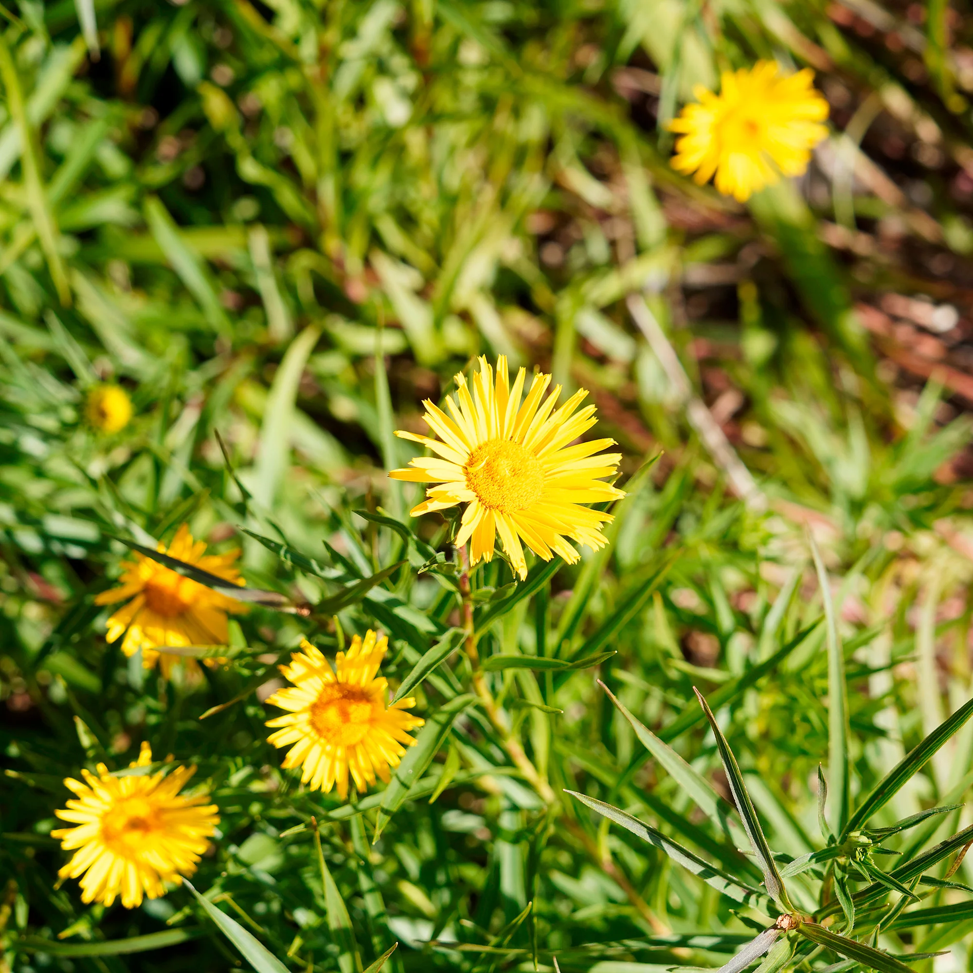 Miniatuur 1