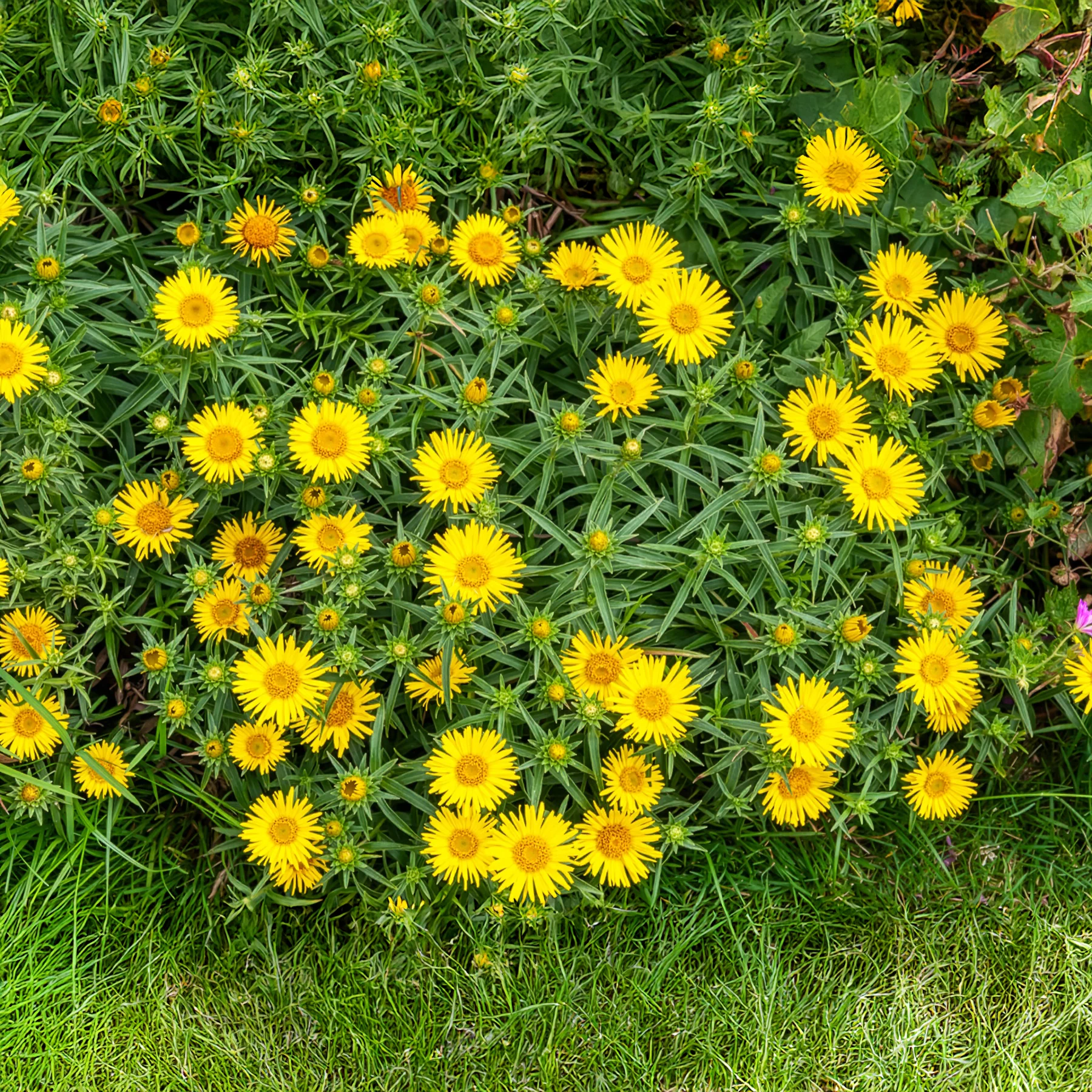 Miniatuur 2