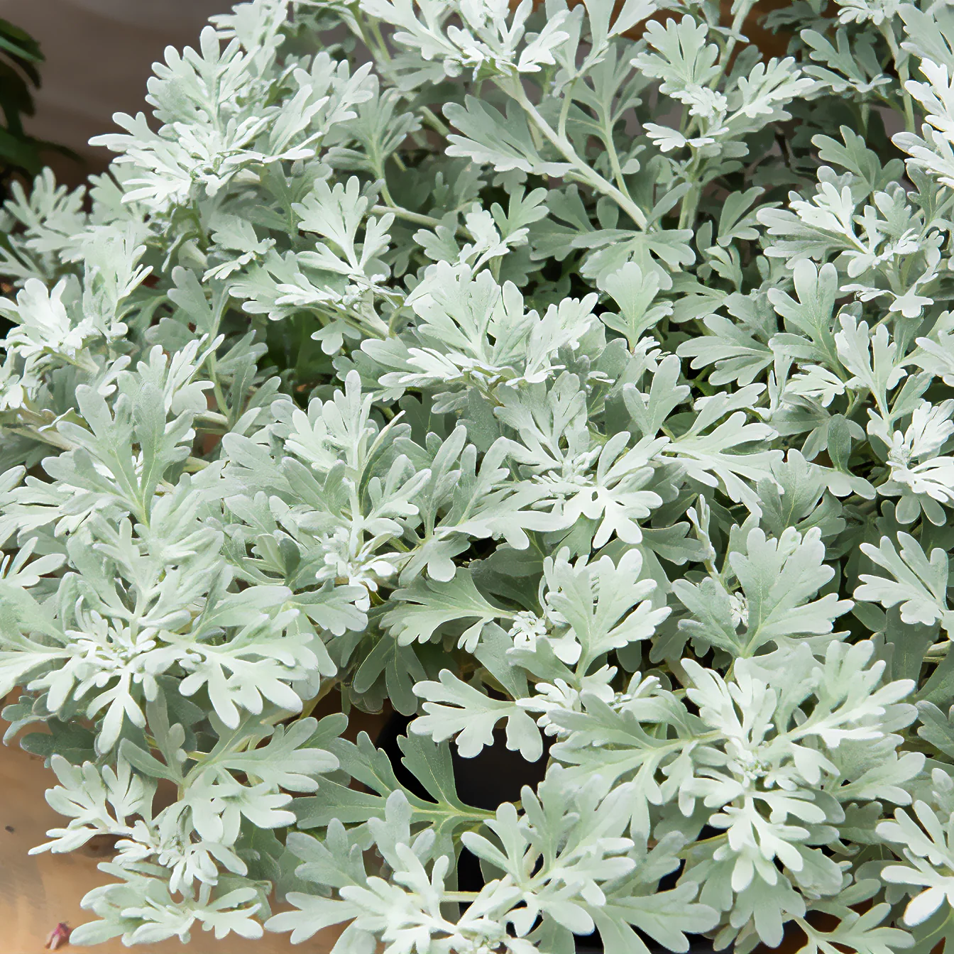 Miniatuur 2