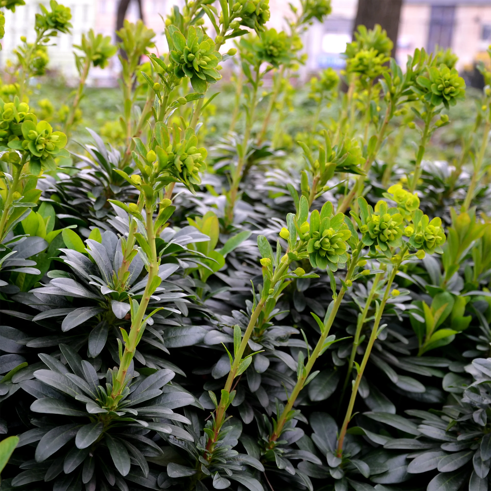 Miniatuur 2