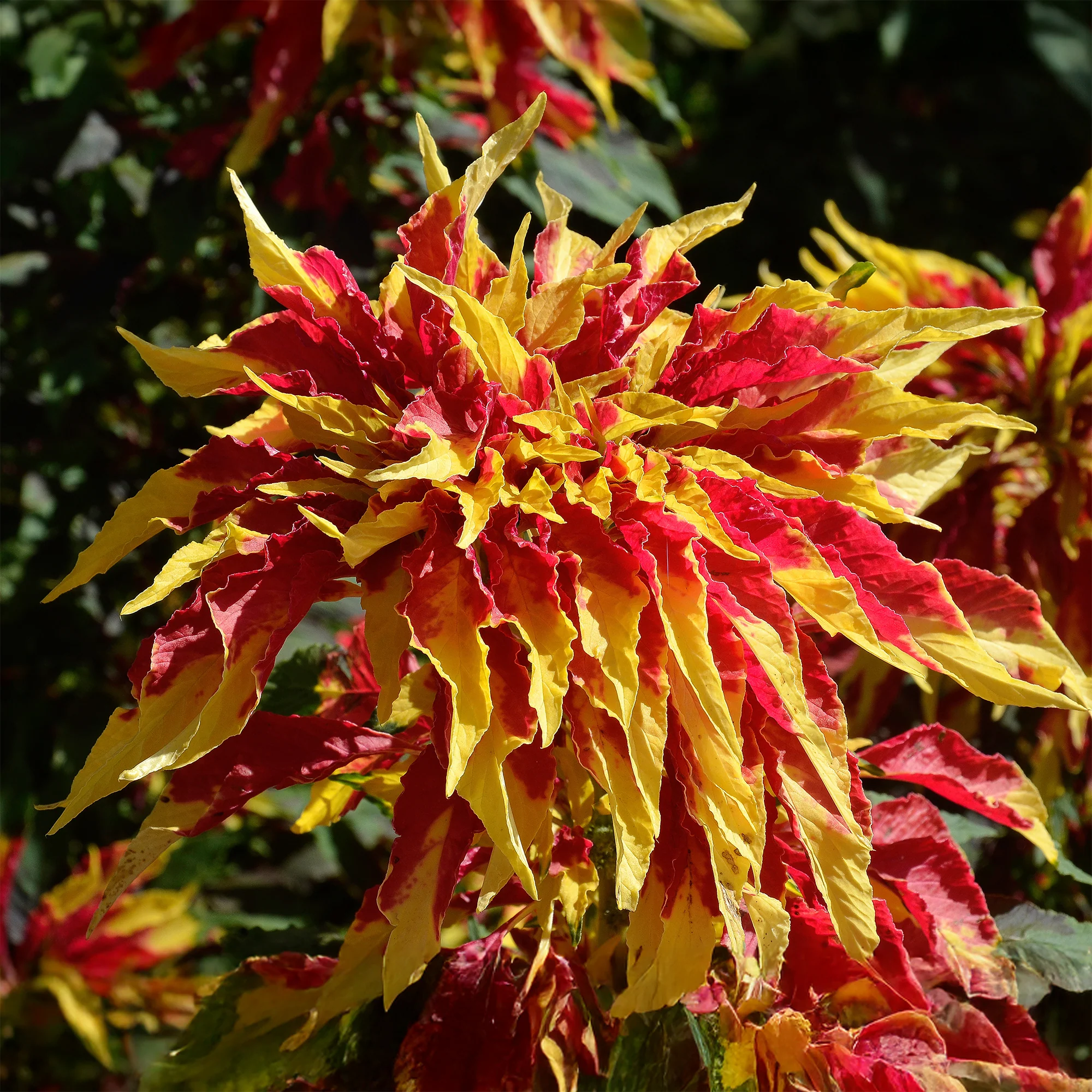 Miniatuur 1