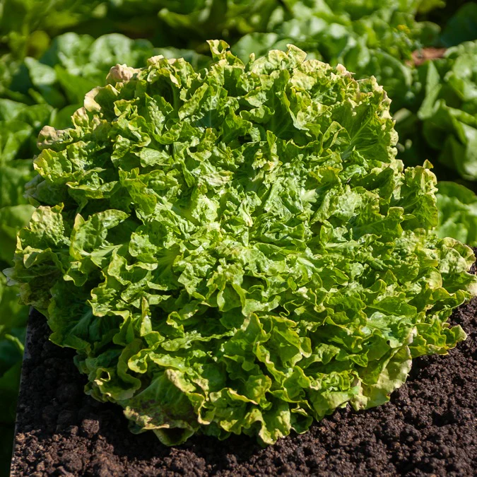 Miniatuur 2