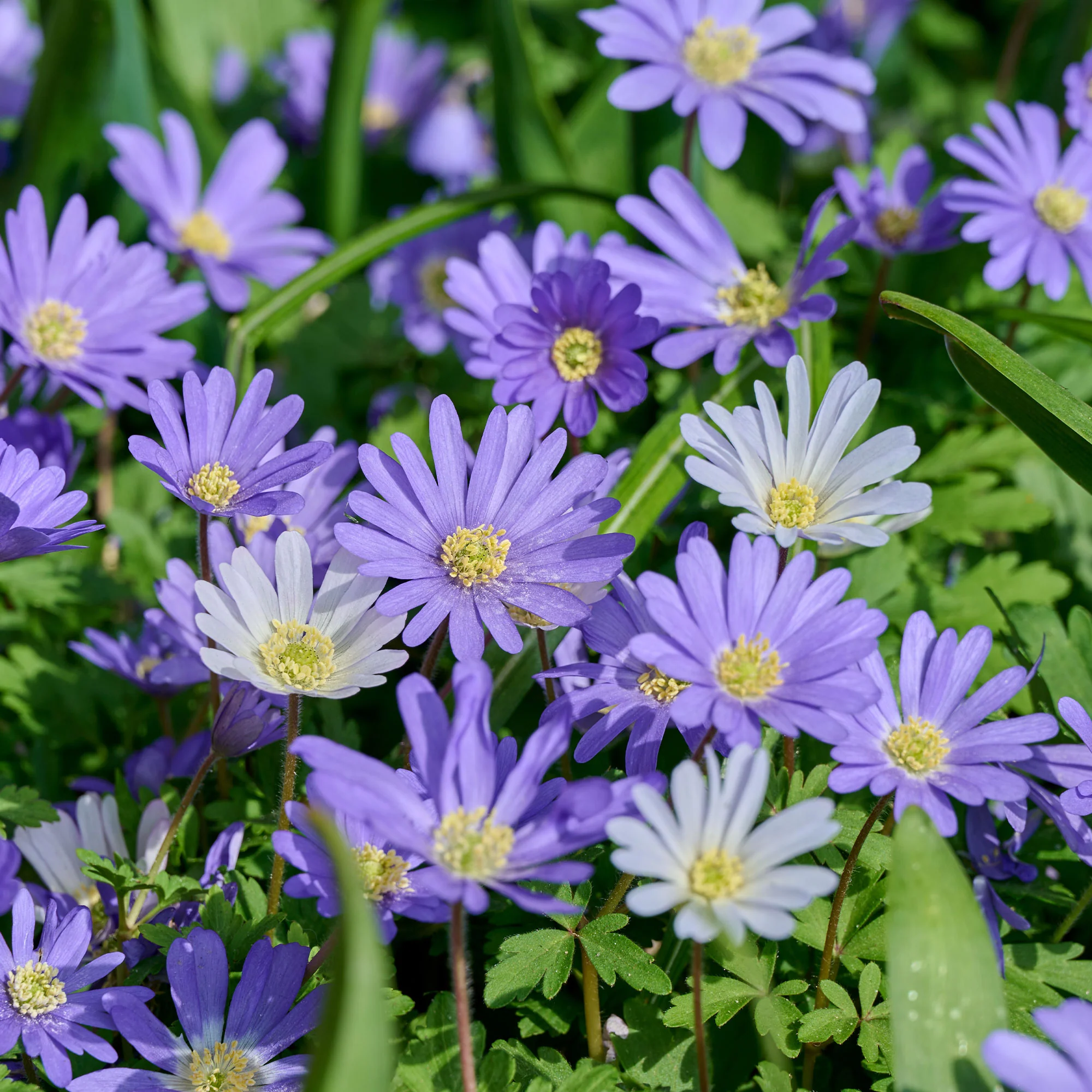 Miniatuur 1
