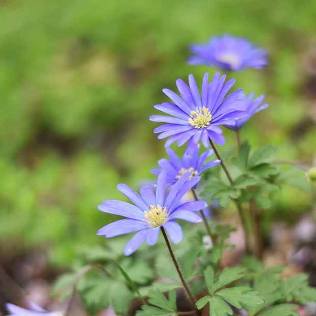 Miniatuur 2