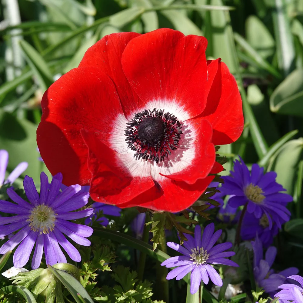 Miniatuur 1