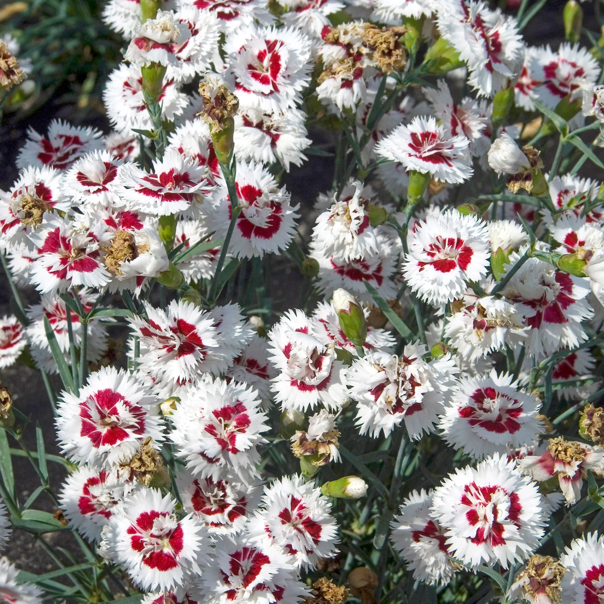 Miniatuur 2