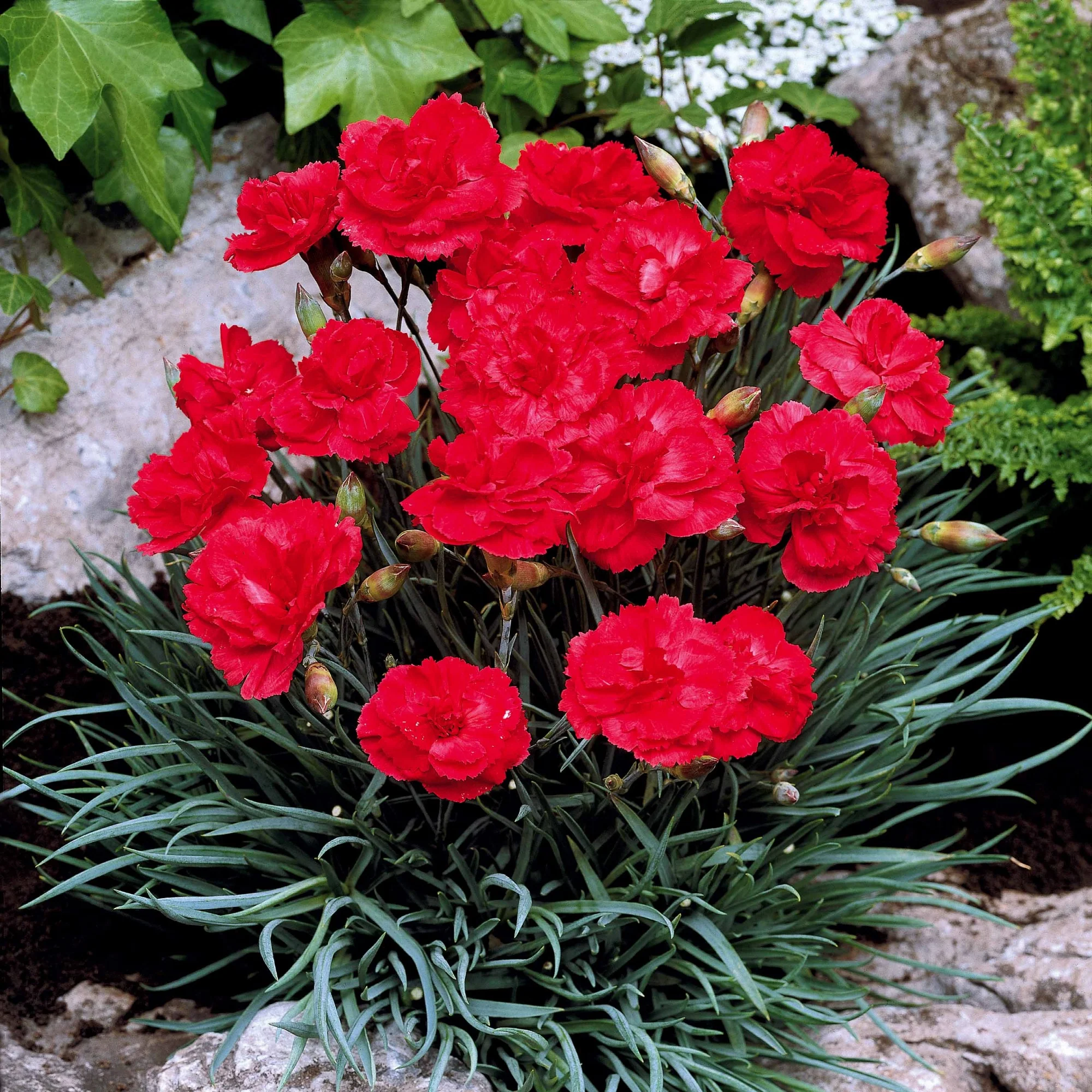 Miniatuur 1