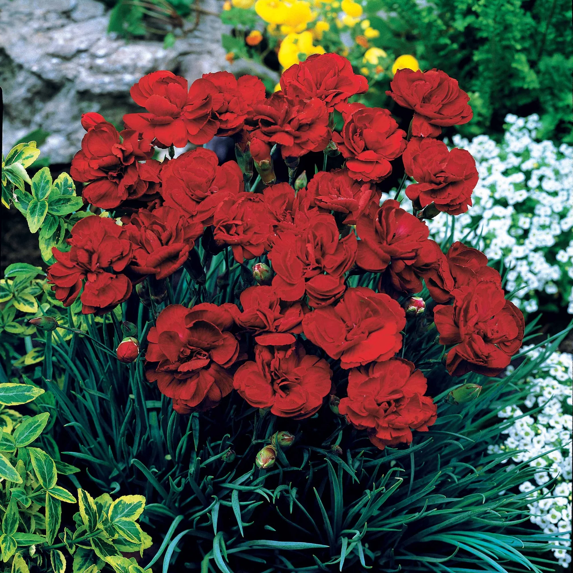 Miniatuur 1
