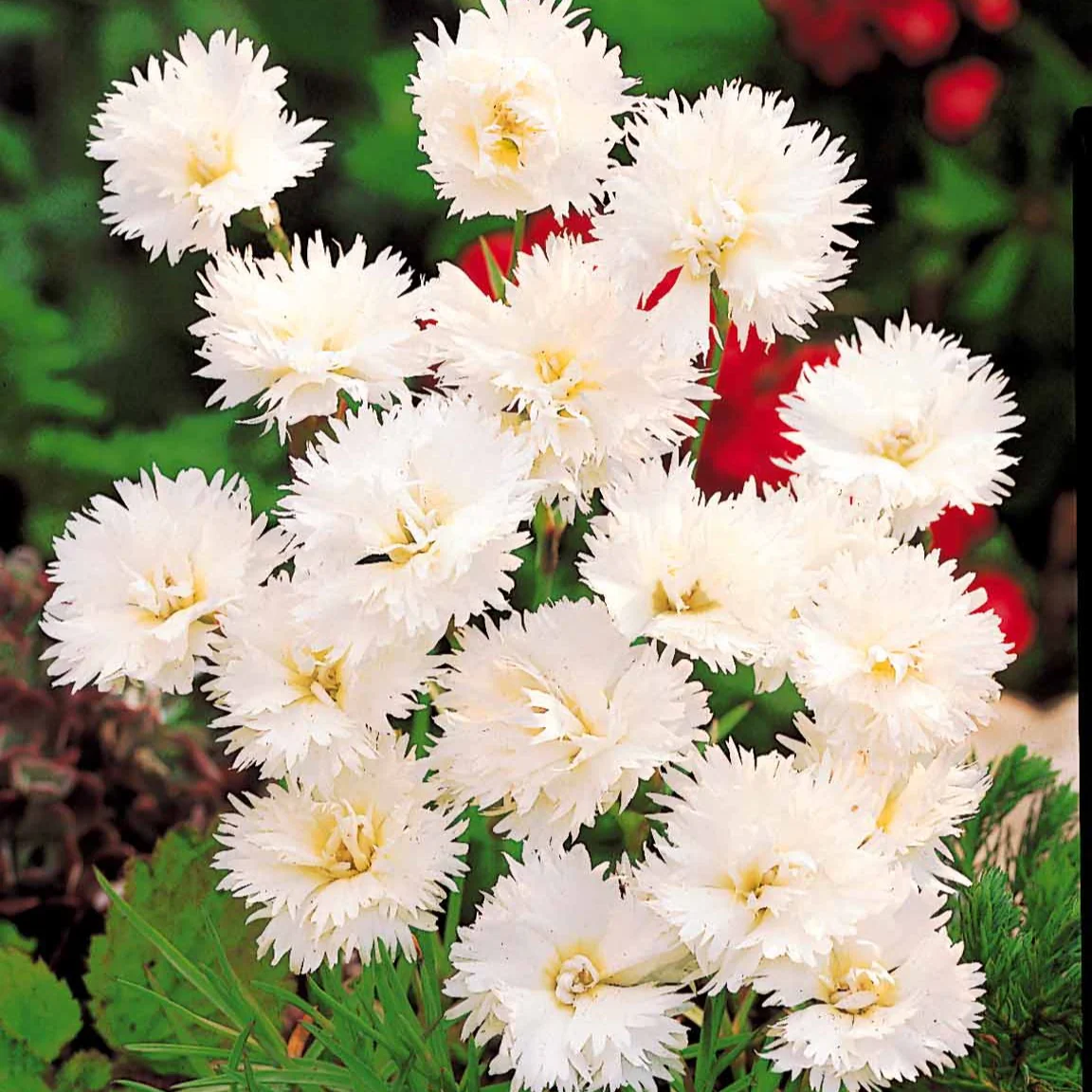 Miniatuur 2