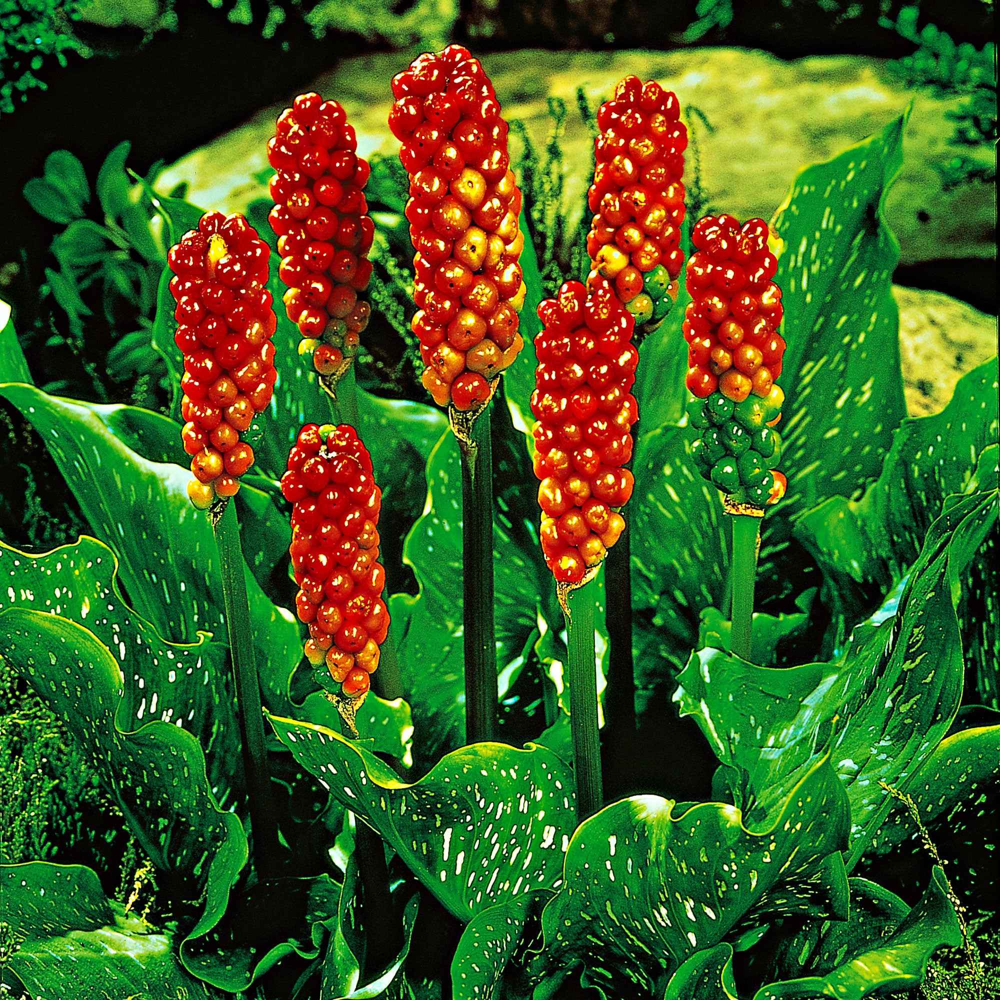 Miniatuur 2
