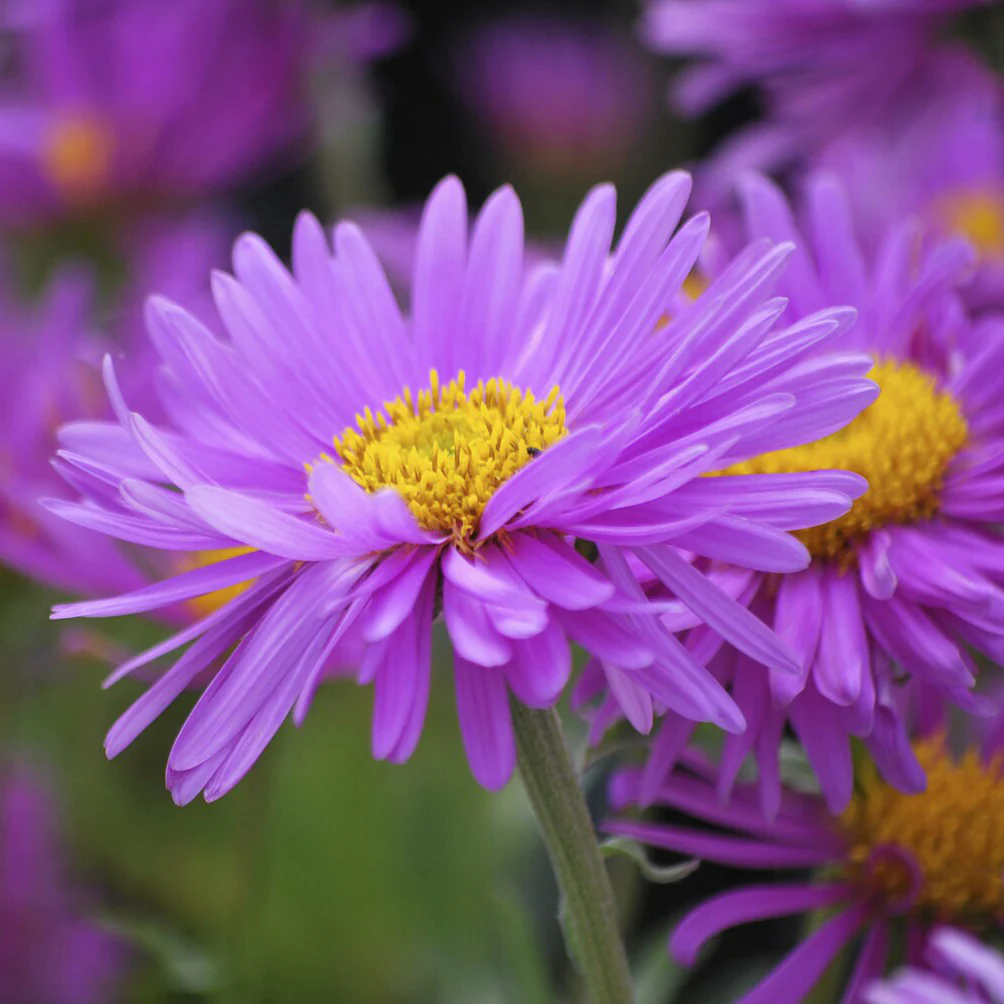 Miniatuur 2