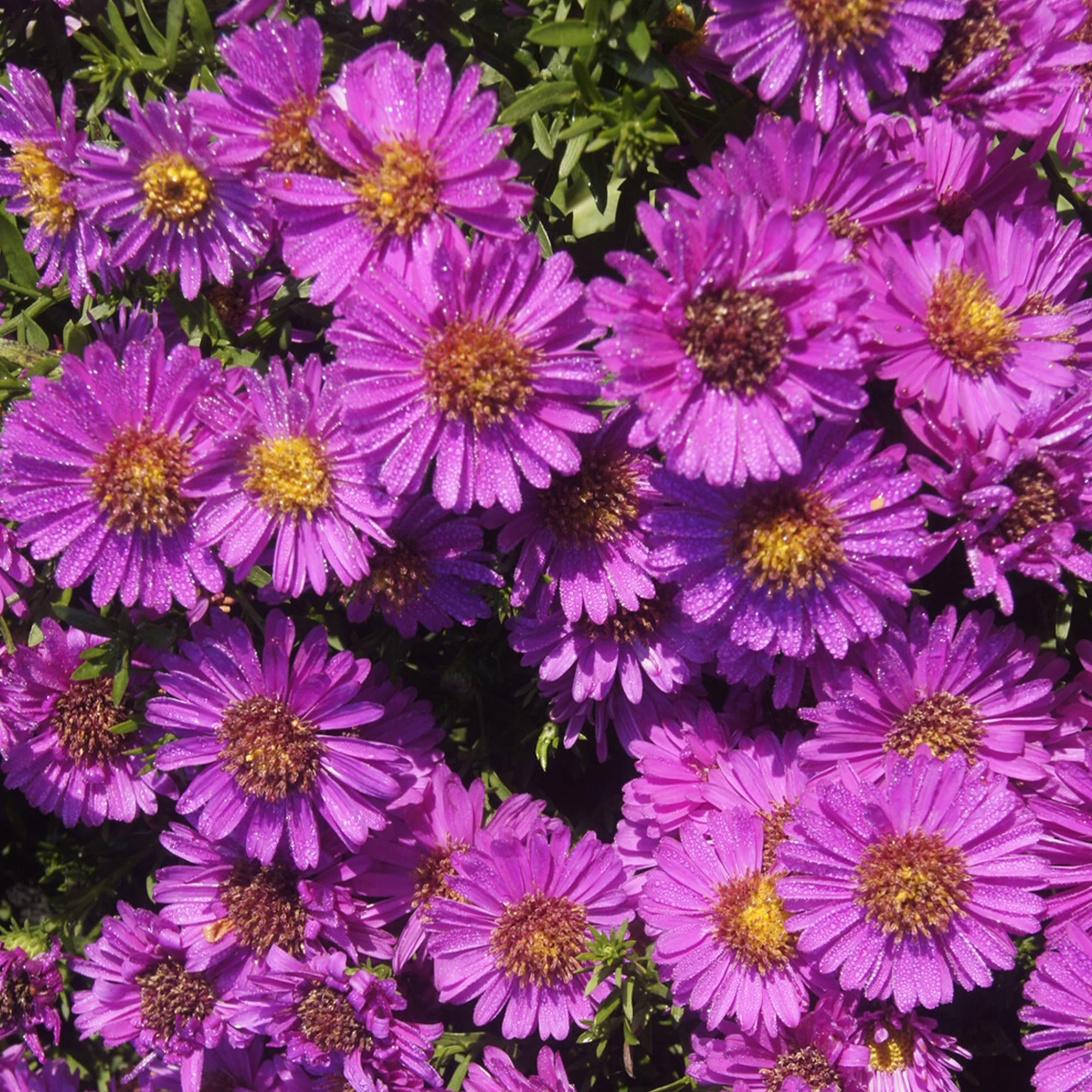 Miniatuur 2