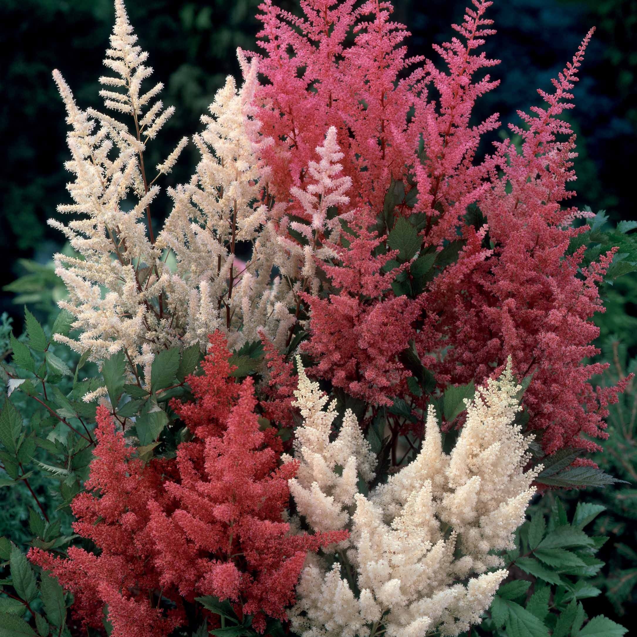 Miniatuur 2