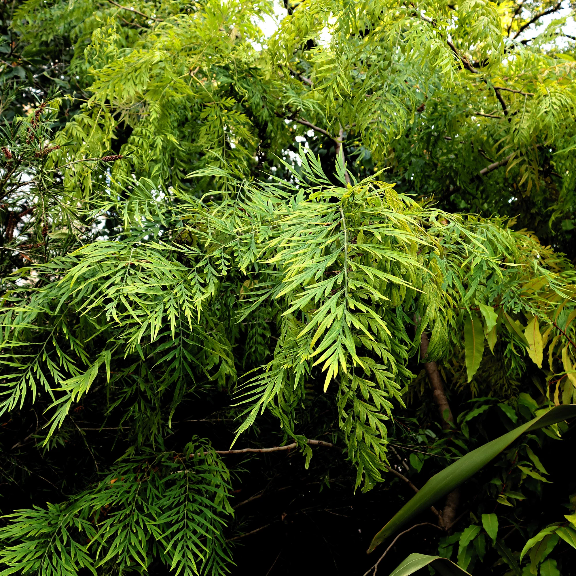 Miniatuur 2