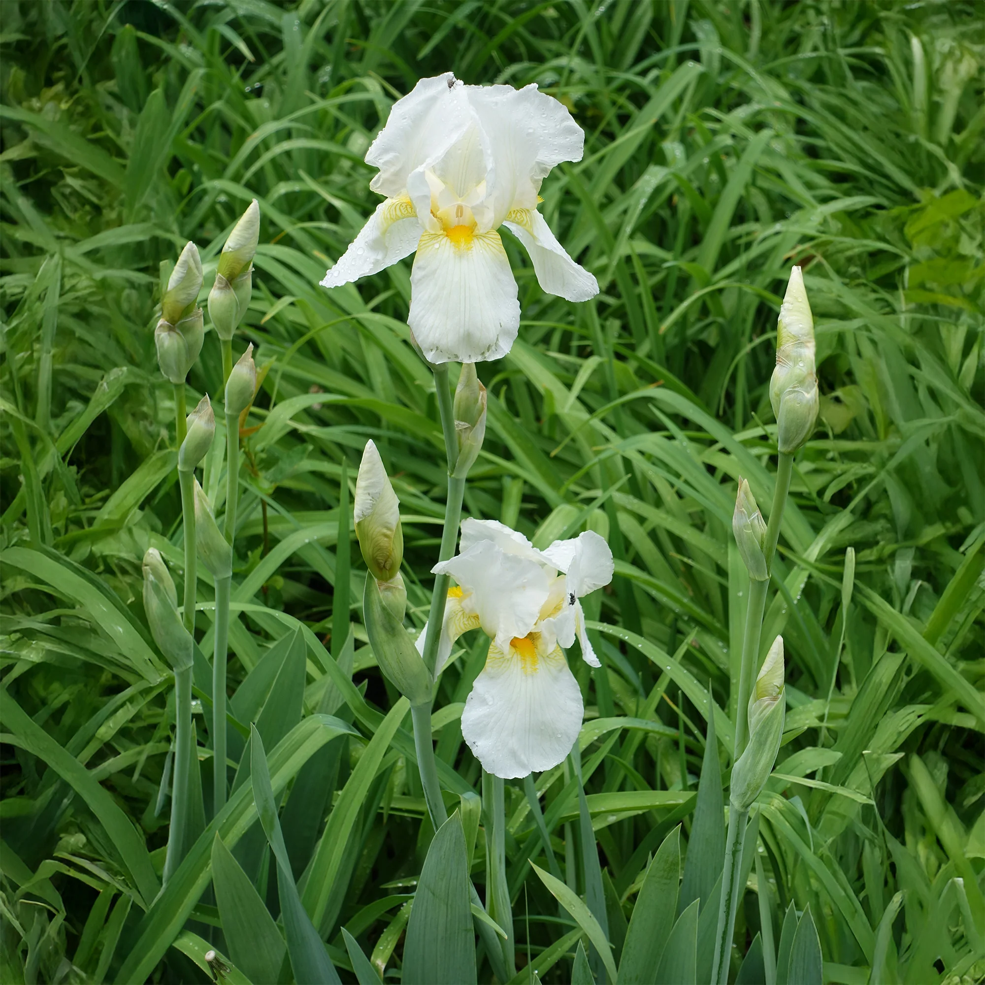 Miniatuur 2