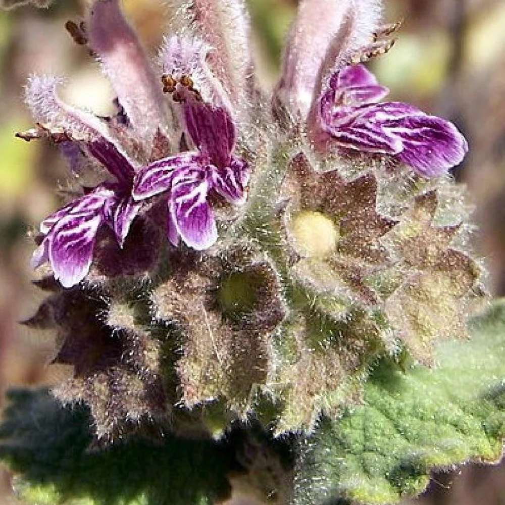Miniatuur 2