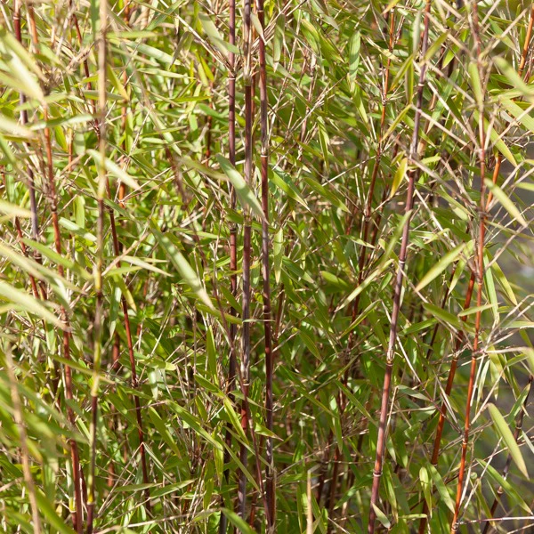 Miniatuur 2