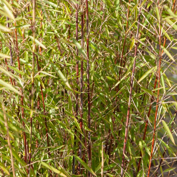Miniatuur 2