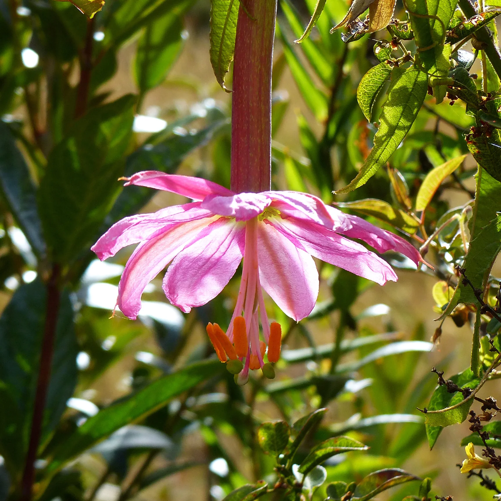 Miniatuur 1