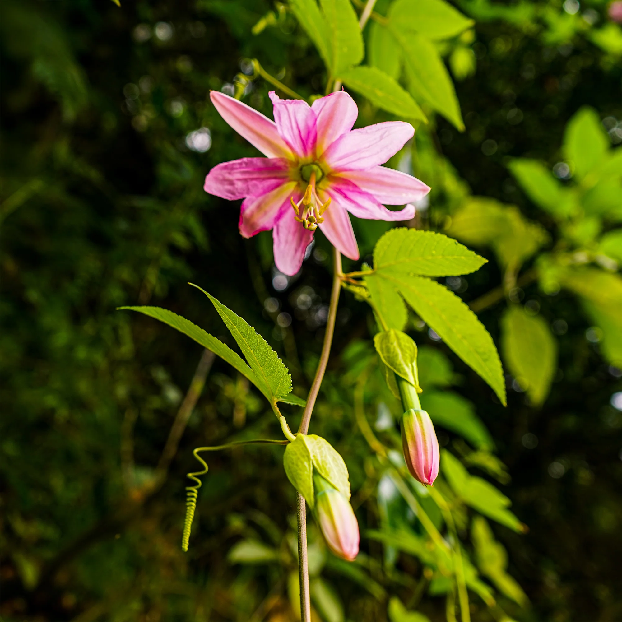 Miniatuur 2
