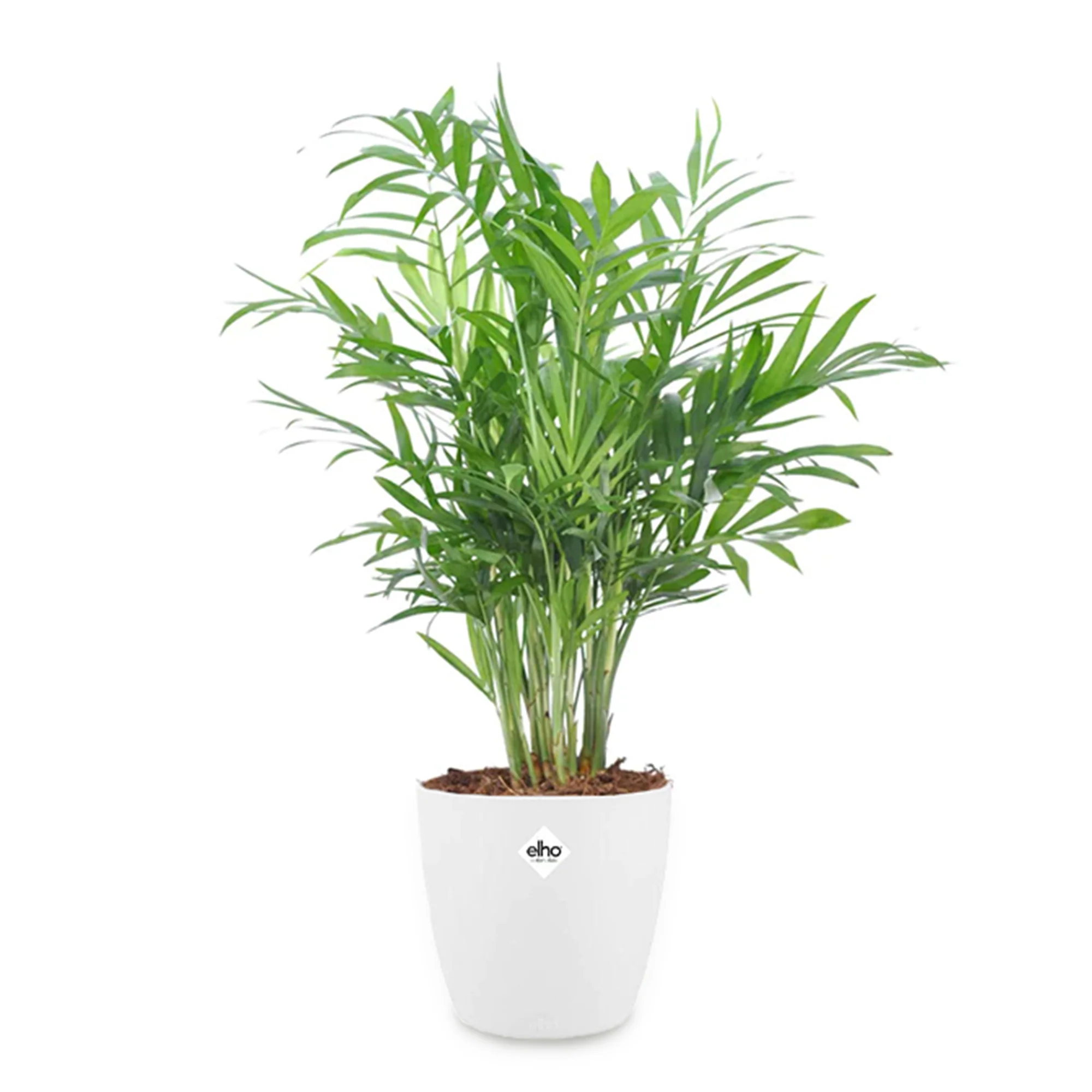 Miniatuur 2