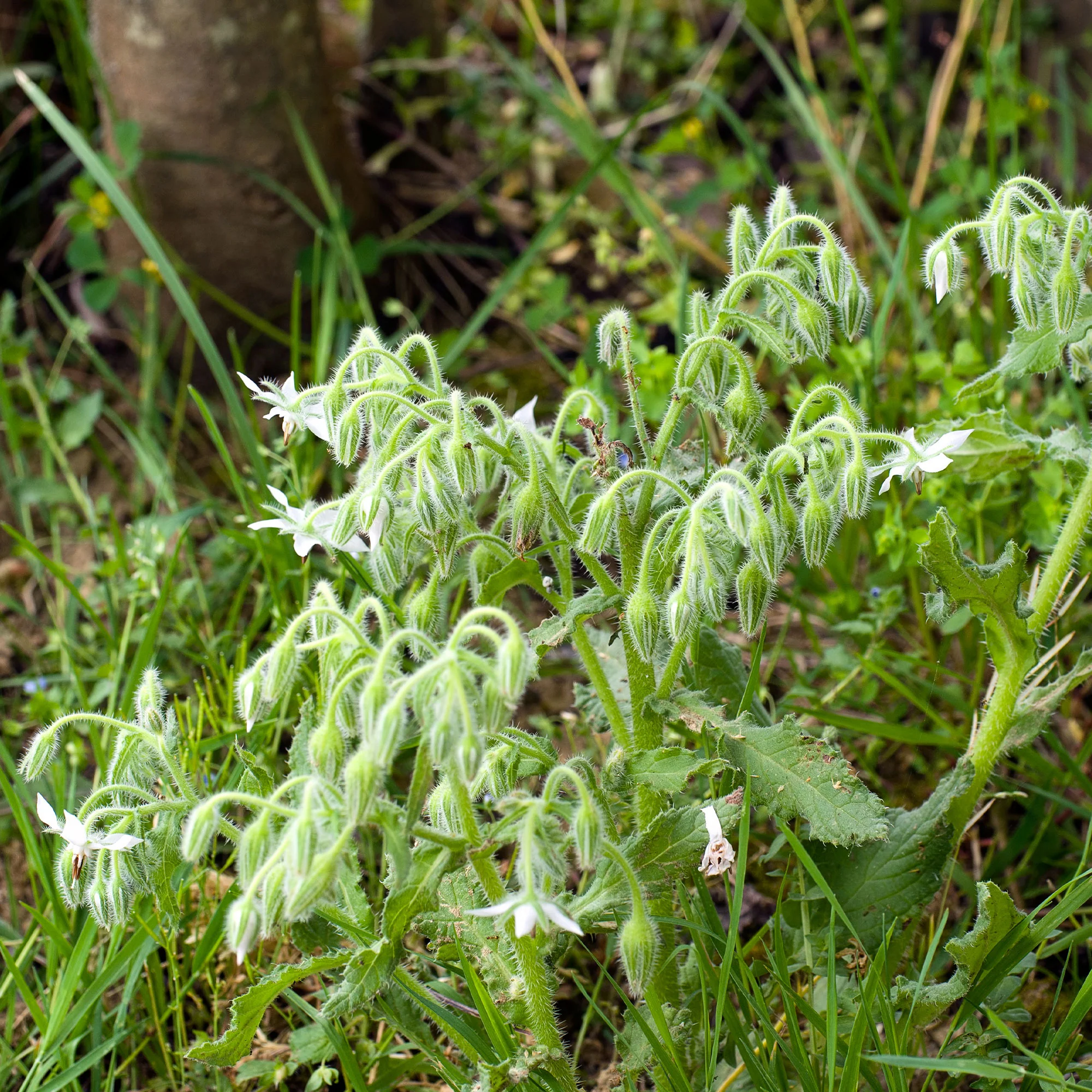 Miniatuur 2